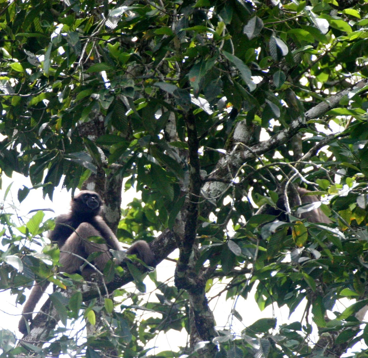 HYLOBATIDAE - Hylobates muelleri - MUELLER'S (GRAY) GIBBON - TABIN WILDLIFE RESERVE  (33).JPG