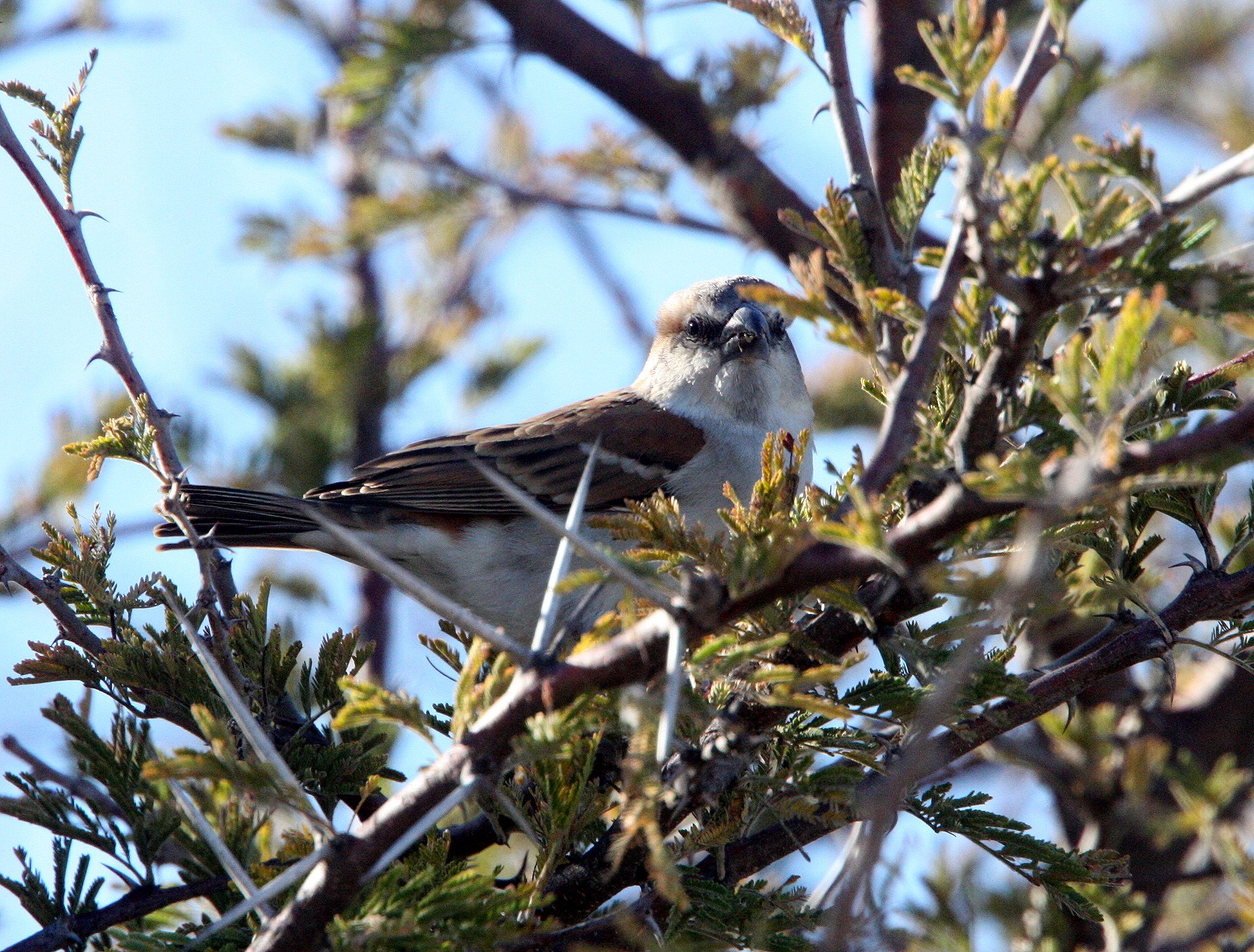 ID Needs confirmation