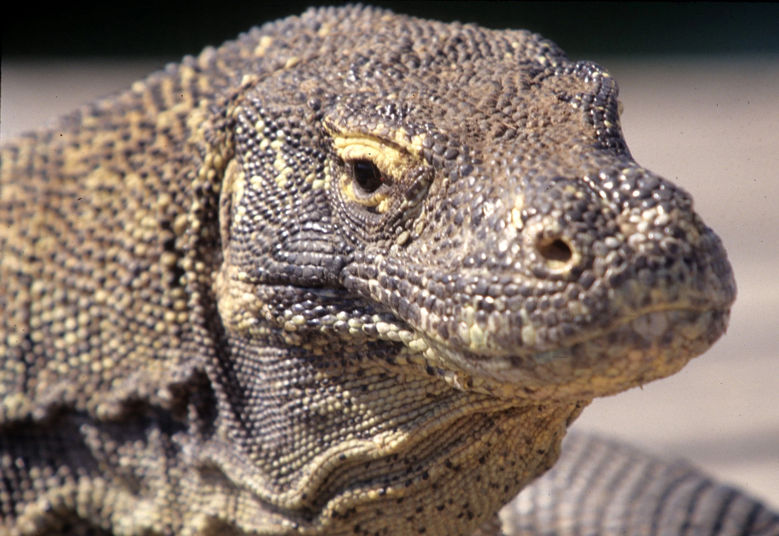 REPTILE - MONITOR LIZARD - KOMODO DRAGON ON KOMODO ISLAND INDONESIA (10).jpg
