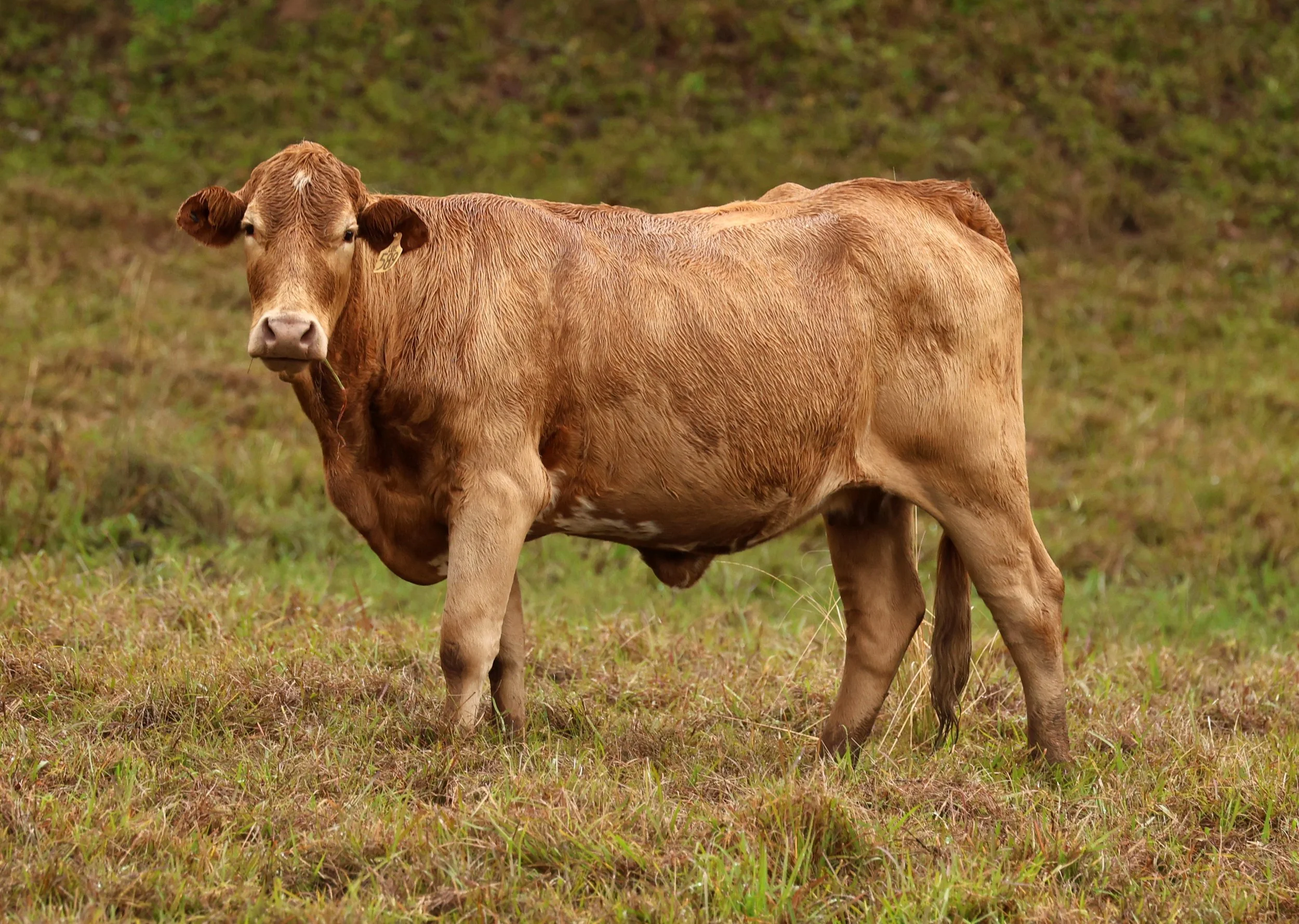 Limousin Cattle - Numinbah Road various Locations - Queensland 