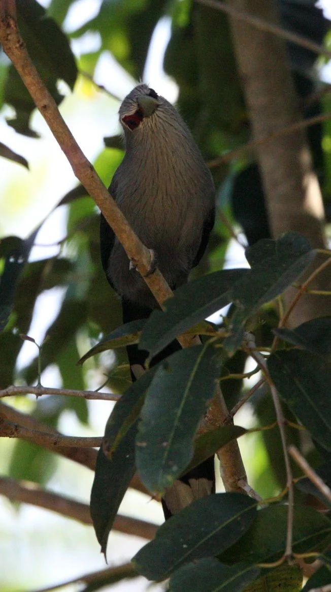 Green-billed Malkoha (Phaenicophaeus tristis) Kaeng Krachan NP Thailand (16).JPG