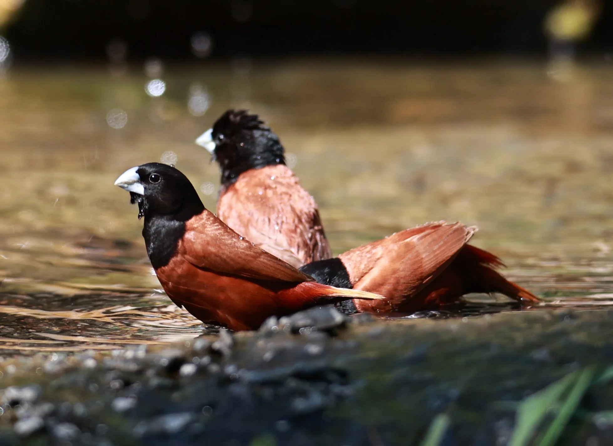 Munia - Black-headed Munia - Lonchura malacca - Bang Pu Mangrove Forest Reserve, Samut Prakan March 30, 2024 (78).jpg