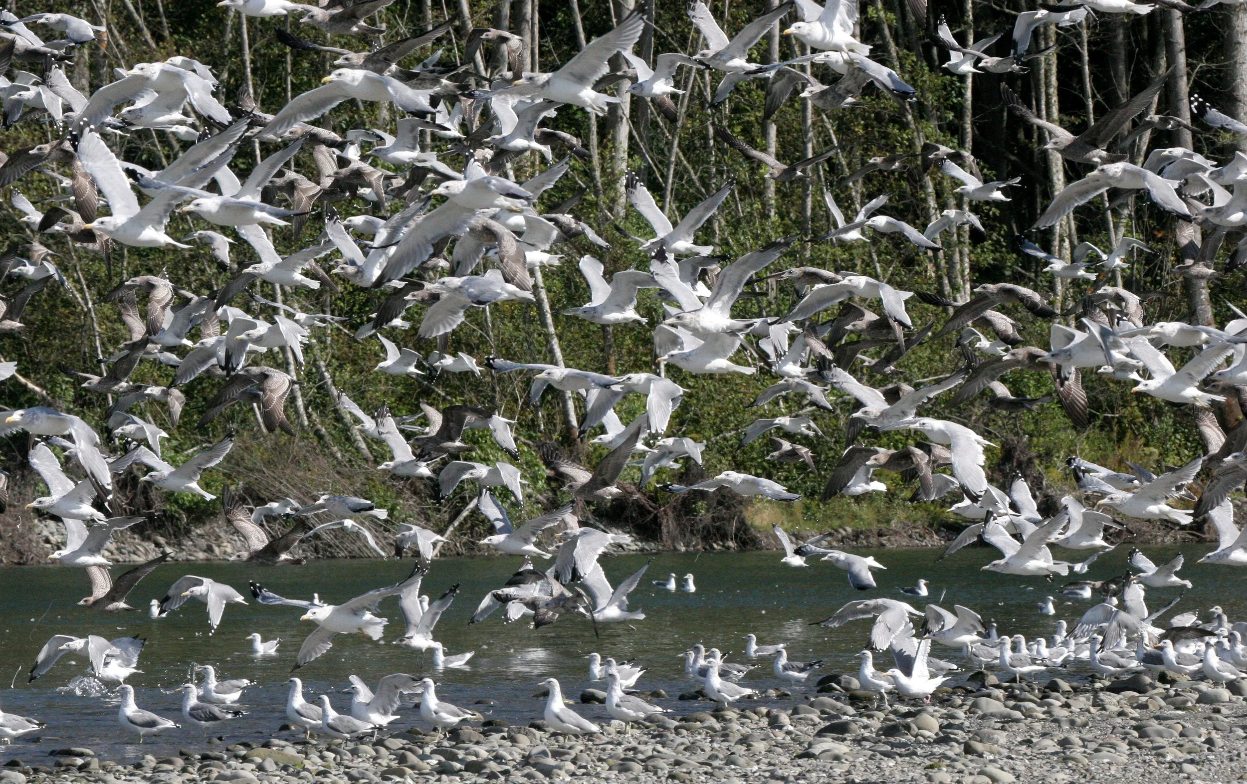 BIRD - GULL - WESTERN GULL FLOCK - ELWHA RIVER MOUTH.JPG
