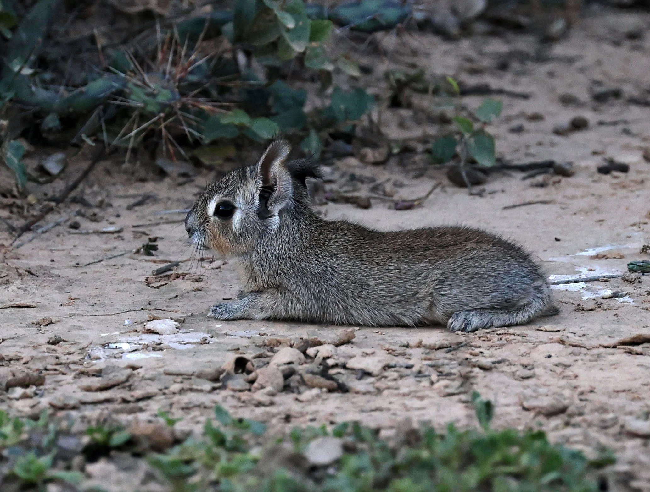 Chacoan Mara (Dolichotis salinicola) Fortin Toledo Paraguay (1).jpg