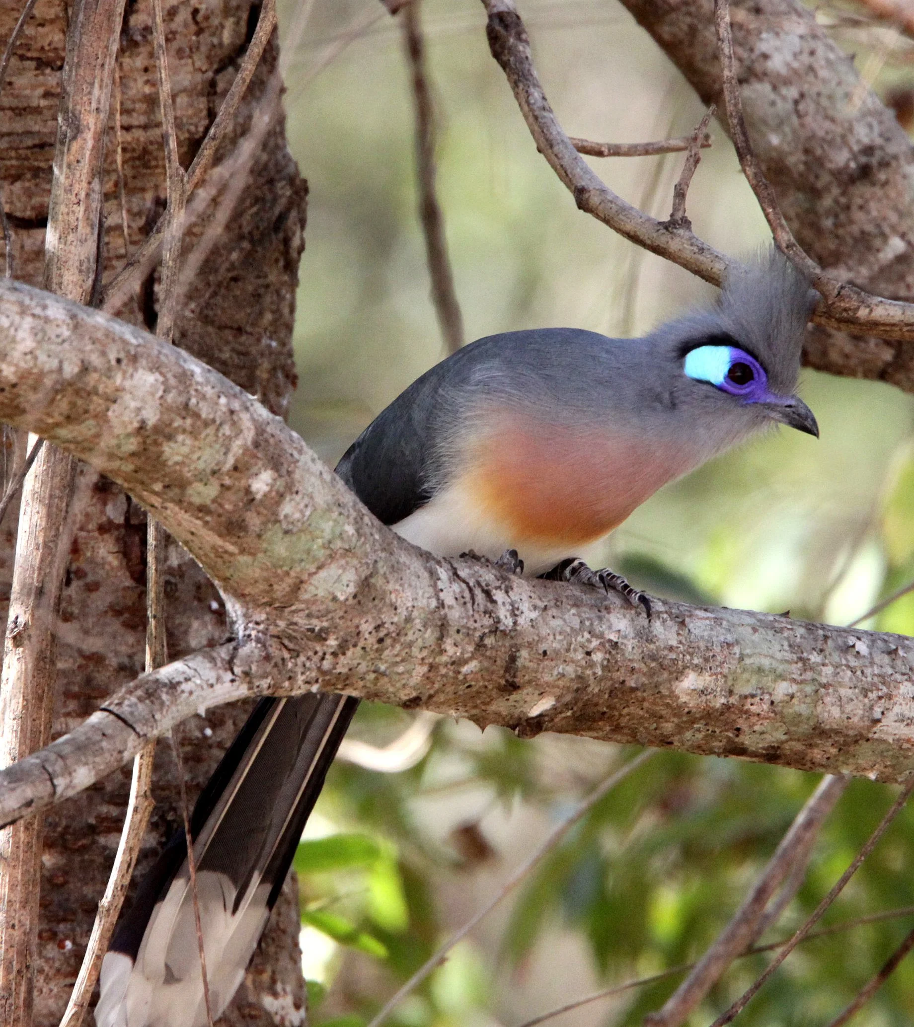 Crested Coua (Coua cristata) Kirindy NP Madagascar (5).JPG