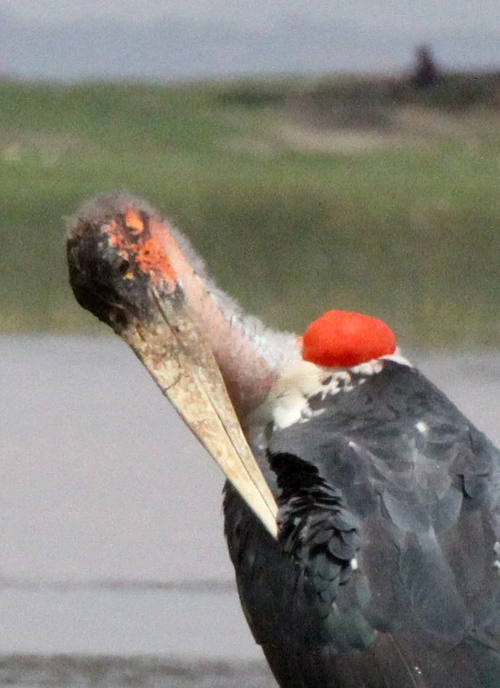 STORK - MARABOU STORK - Leptoptilos crumenifer - LANGANO LAKE ETHIOPIA (16).JPG
