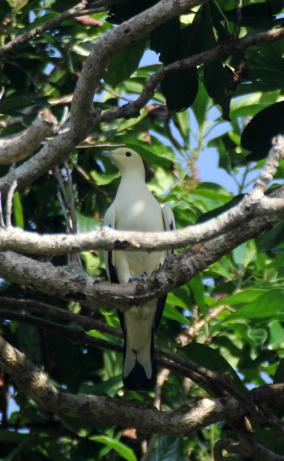 Pied Imperial-Pigeon (Ducula bicolor) Similan Islands Marine Park Thailand (12).JPG