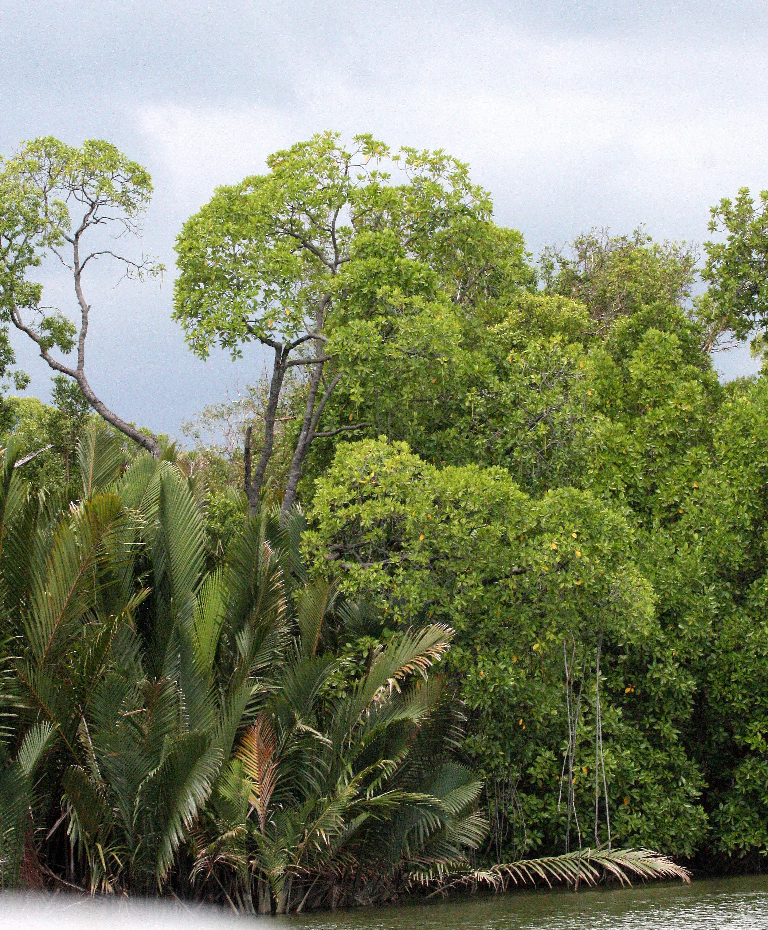 KINABATANGAN RIVER BORNEO - LI PALMS (3).JPG