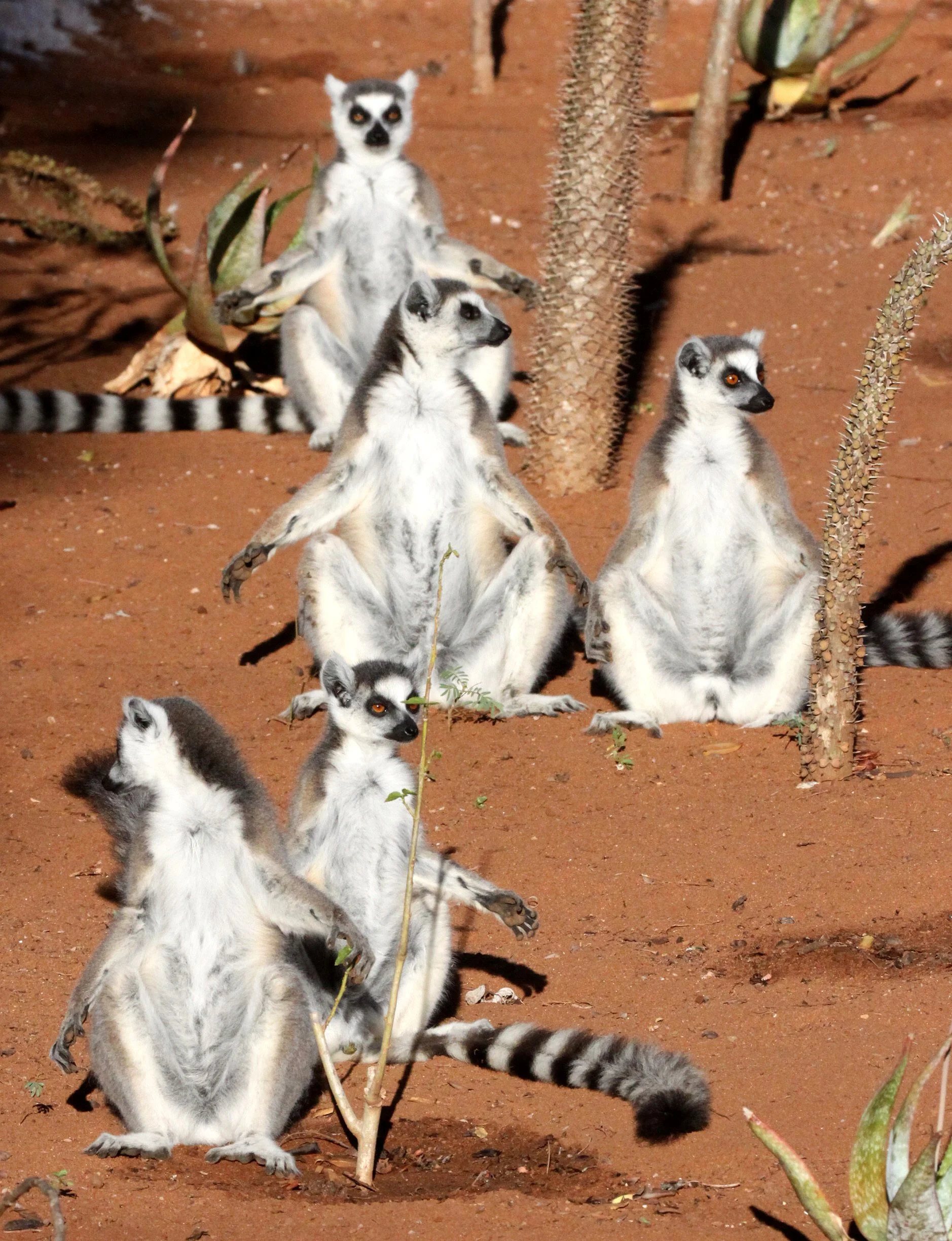 LEMURIDAE - Lemur catta - RING-TAILED LEMUR - BERENTY RESERVE MADAGASCAR (47).JPG