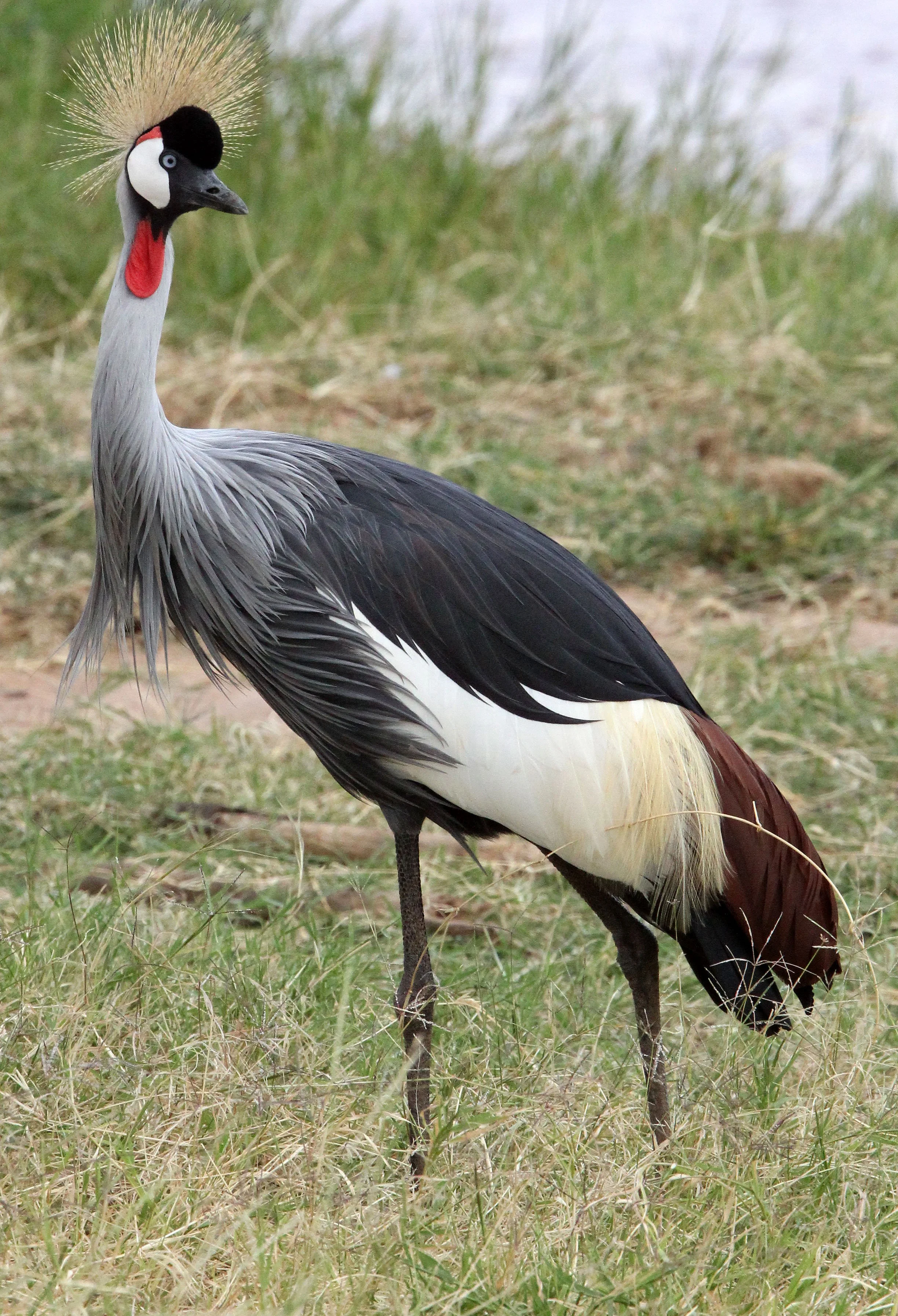 Balearica regulorum - GREY CROWNED CRANE - SAMBURU NATIONAL RESERVE KENYA (17).JPG