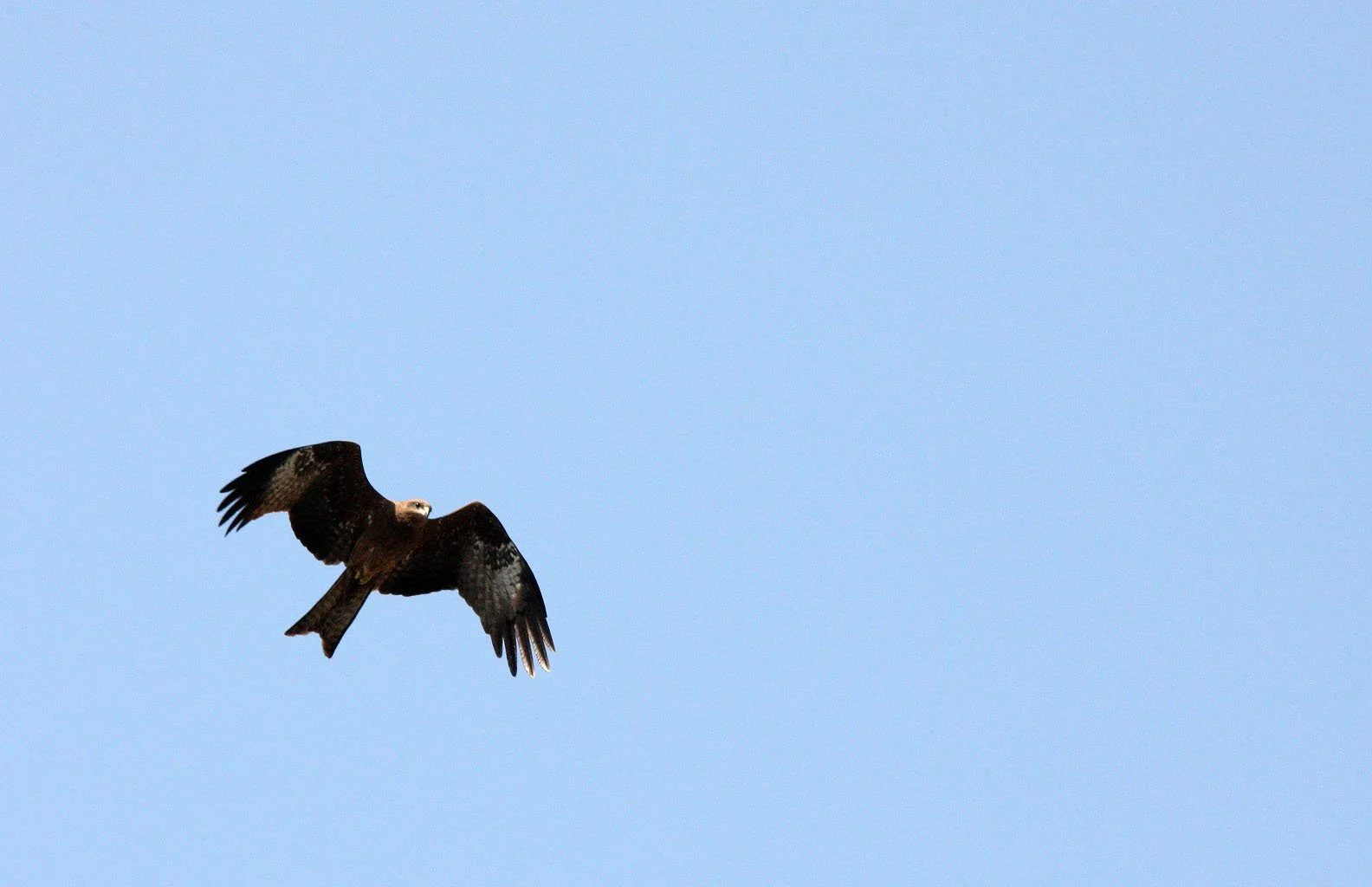 Milvus migrans golvinda - SMALL INDIAN (BLACK-EARED) KITE - AHMEDABAD GUJARAT INDIA (21).JPG
