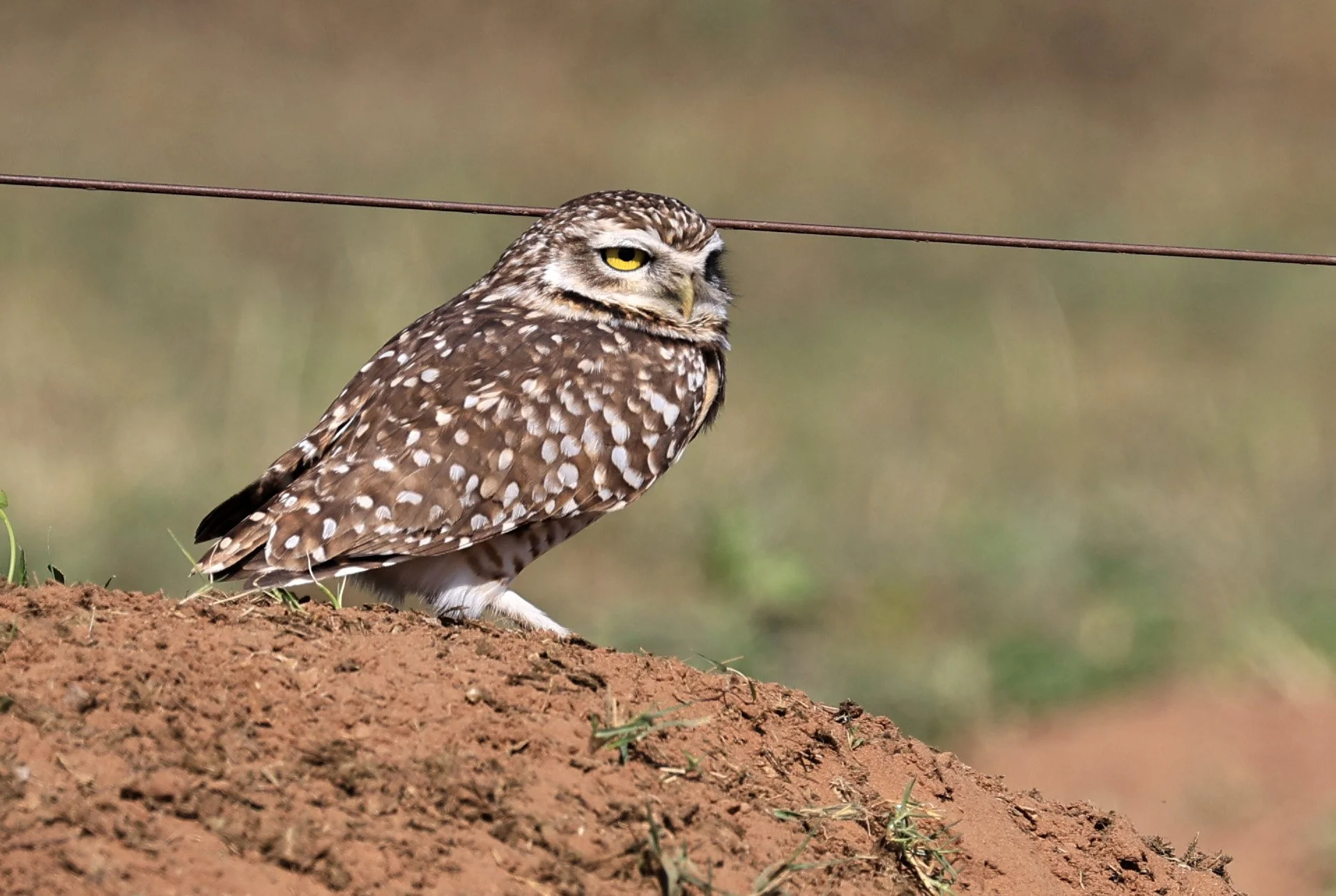 Burrowing Owl (Athene cunicularia) Hotel Campestre Iparoma Paraguay  (2).jpg