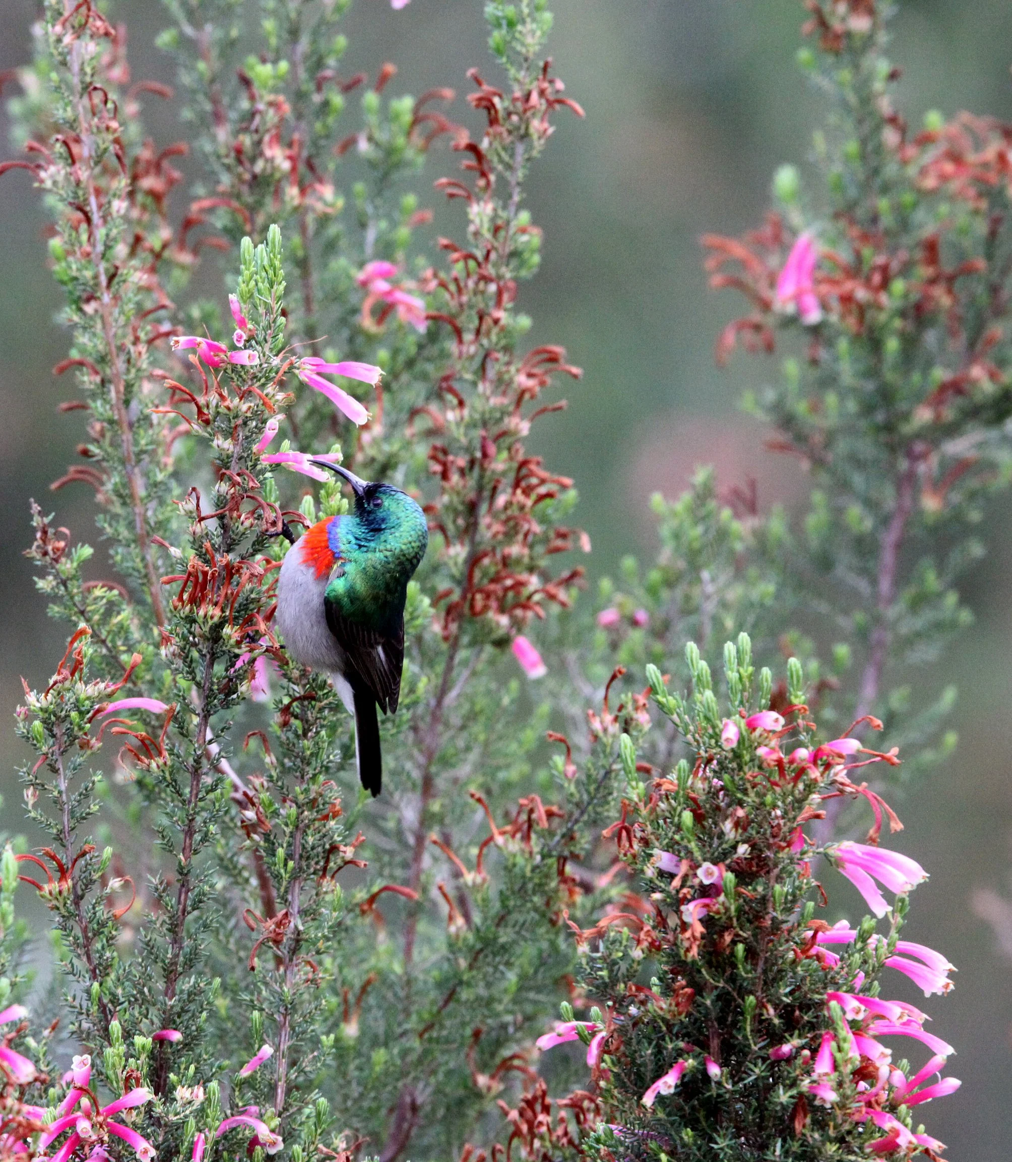 BIRD - SUNBIRD - SOUTHERN LESSER DOUBLE-COLLARED SUNBIRD - CINNYRIS CHALYBEUS - CAPE TOWN ARBORETUM SOUTH AFRICA (11).JPG