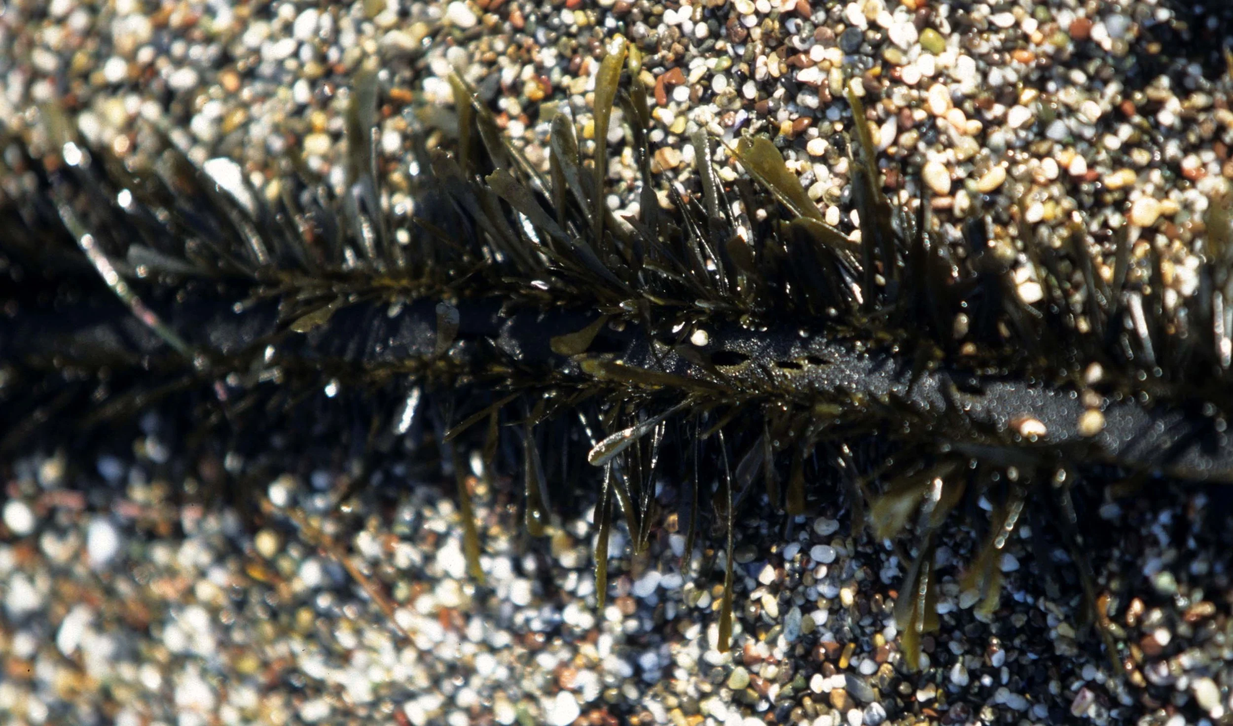 CALIFORNIA - BODEGA BAY - MARINE ALGAE SPECIES (17).jpg