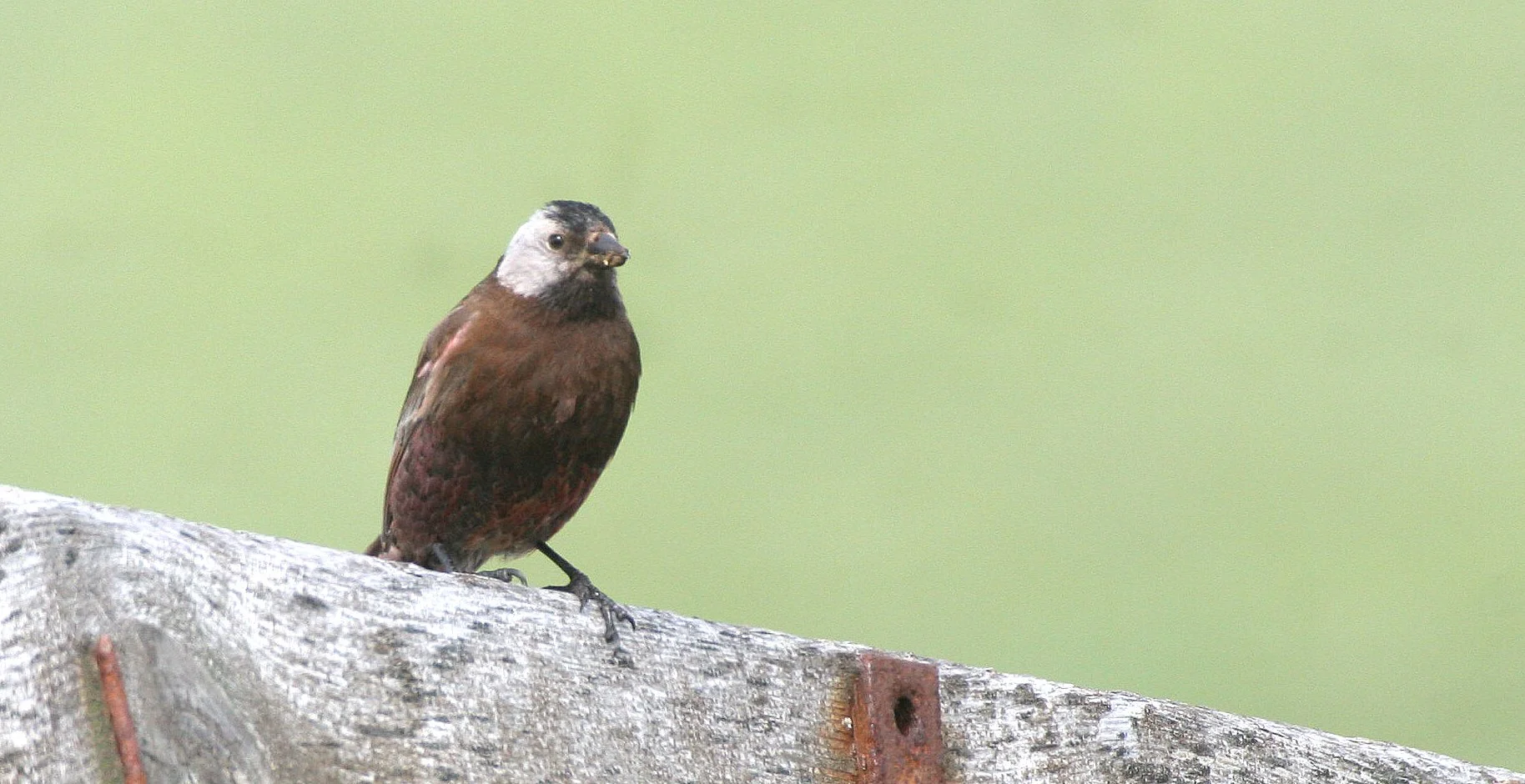Gray-crowned Rosy-Finch (Leucosticte tephrocotis) Commander Islands Form, Commander Islands Russia (4).jpg