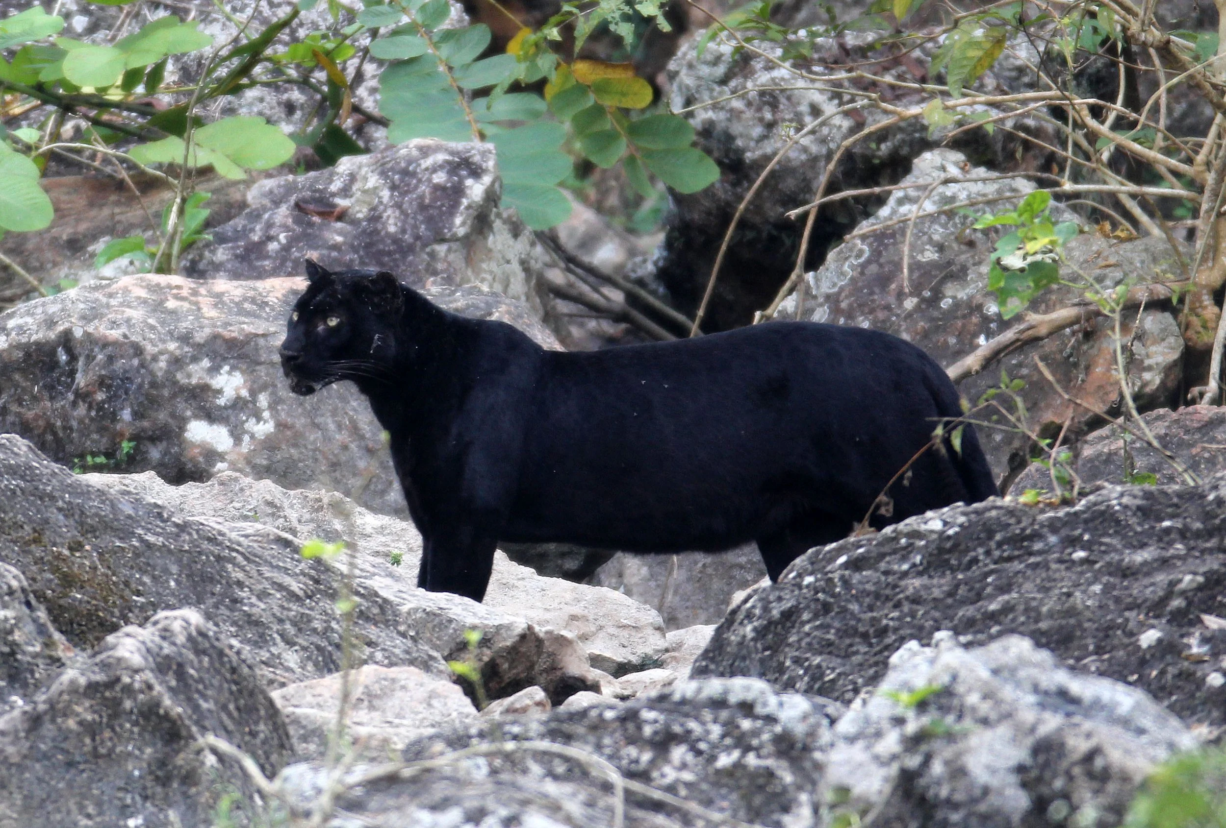 Panthera pardus delacouri - INDOCHINESE LEOPARD - MELANISTIC FORM - HUAI KHA KHAENG - KAPOK KAPIEN STATION & MINERAL LICK - THAI (158).JPG