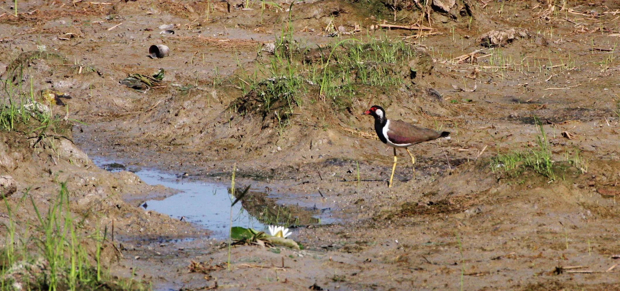 LAPWING - RED-WATTLED LAPWING - Vanellus indicus - AYUDTHAYA THAILAND (2).JPG
