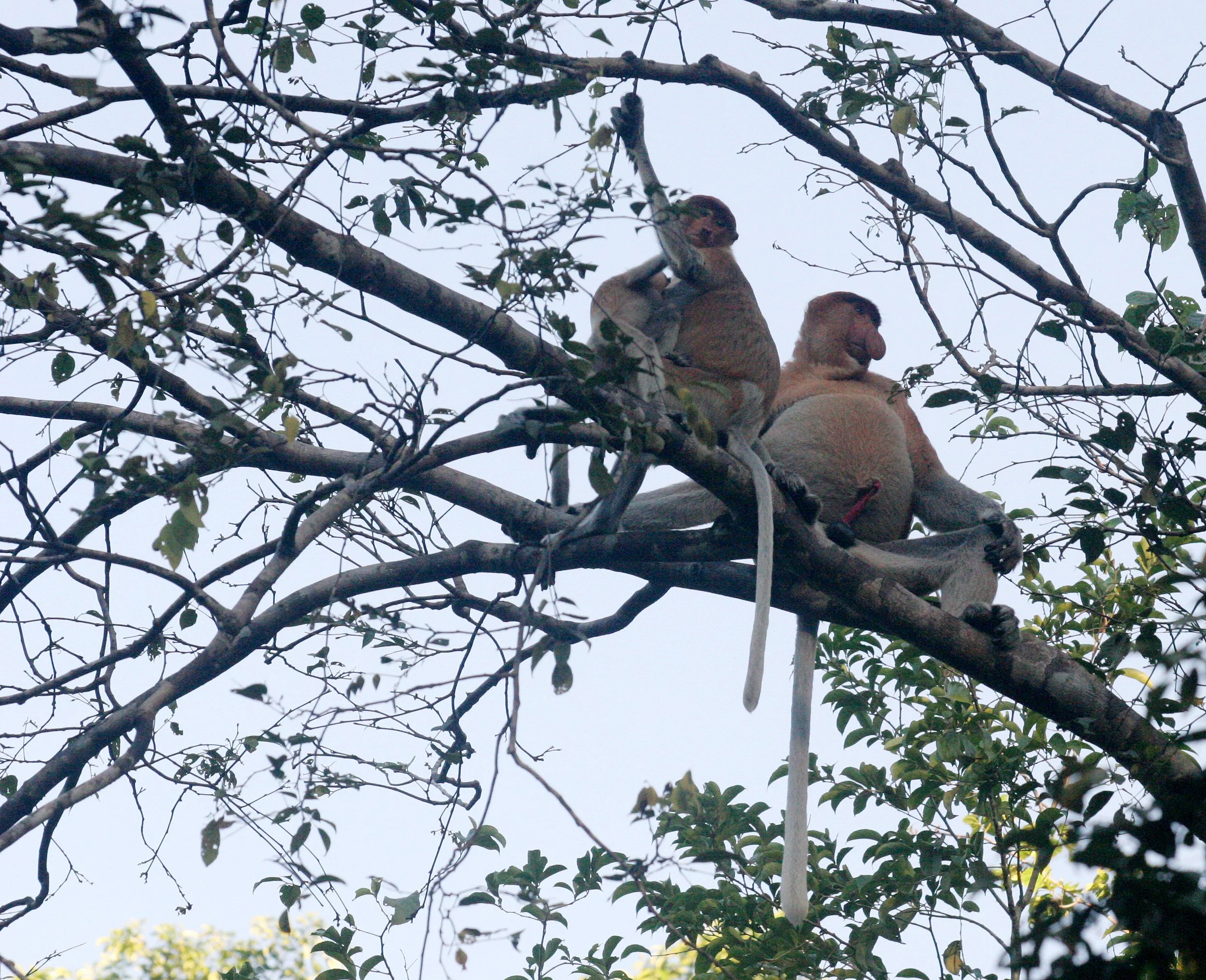 CERCOPITHECIDAE - Nasalis larvatus -PROBOSCIS MONKEY TROOP - KINABATANGAN RIVER BORNEO  (6).JPG
