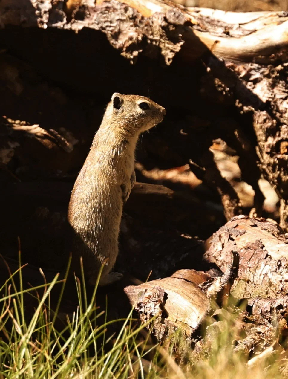 Urocitellus beldingi - BELDING'S GROUND SQUIRREL - SADDLEBAG LAKE, OUTSIDE OF YOSEMITE EAST ENTRANCE CALIFORNIA (10).jpg