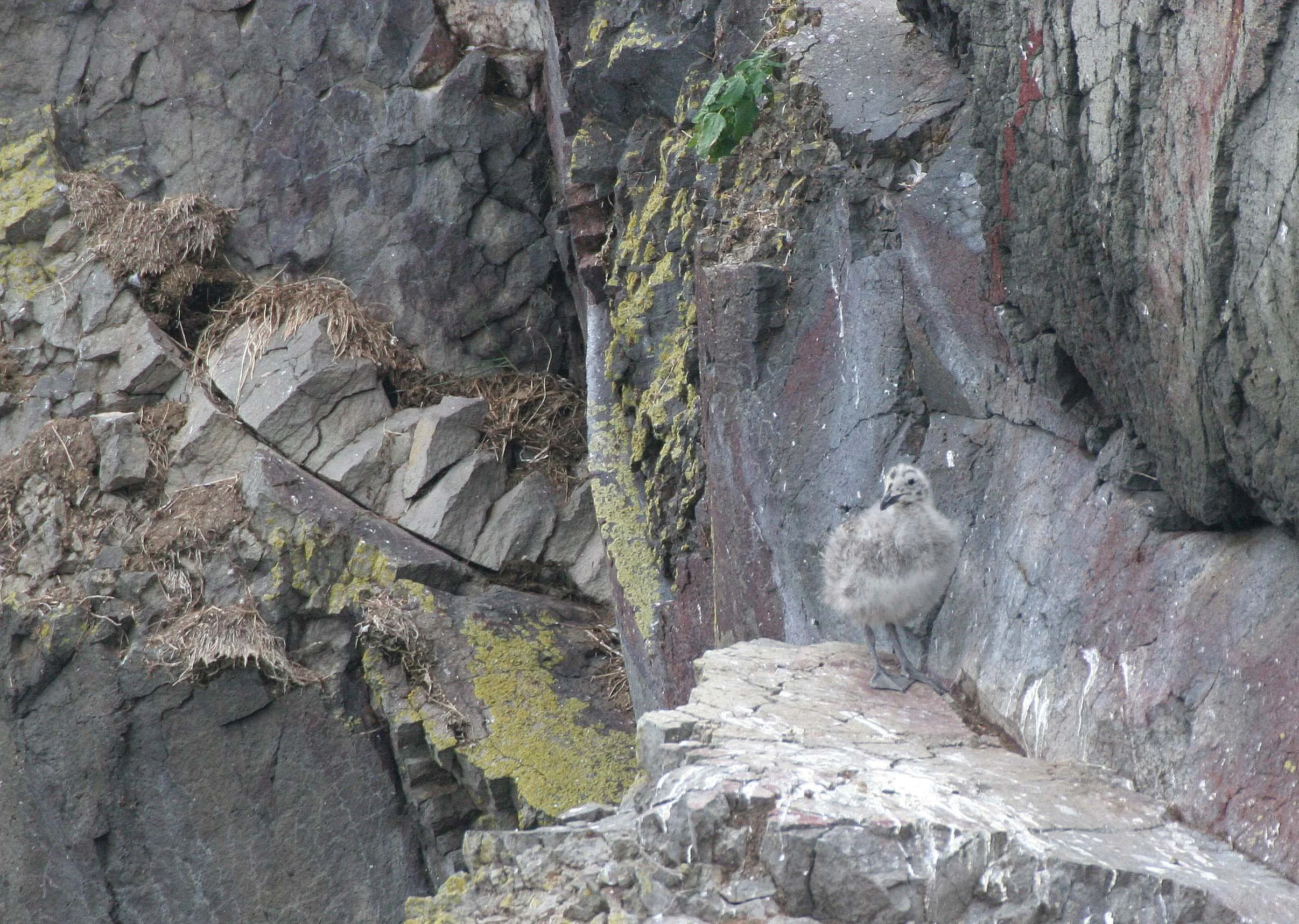 BIRD - GULL - GLAUCOUS POSSIBLE WITH YOUNG IN SOUTHERN KURIL ISLANDS (3).jpg