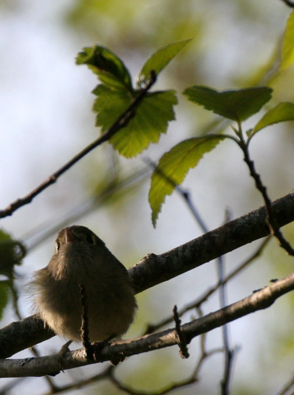 BIRD - VIREO - HUTTON'S VIREO - LAKE FARM WOODS TRAILS (7).JPG