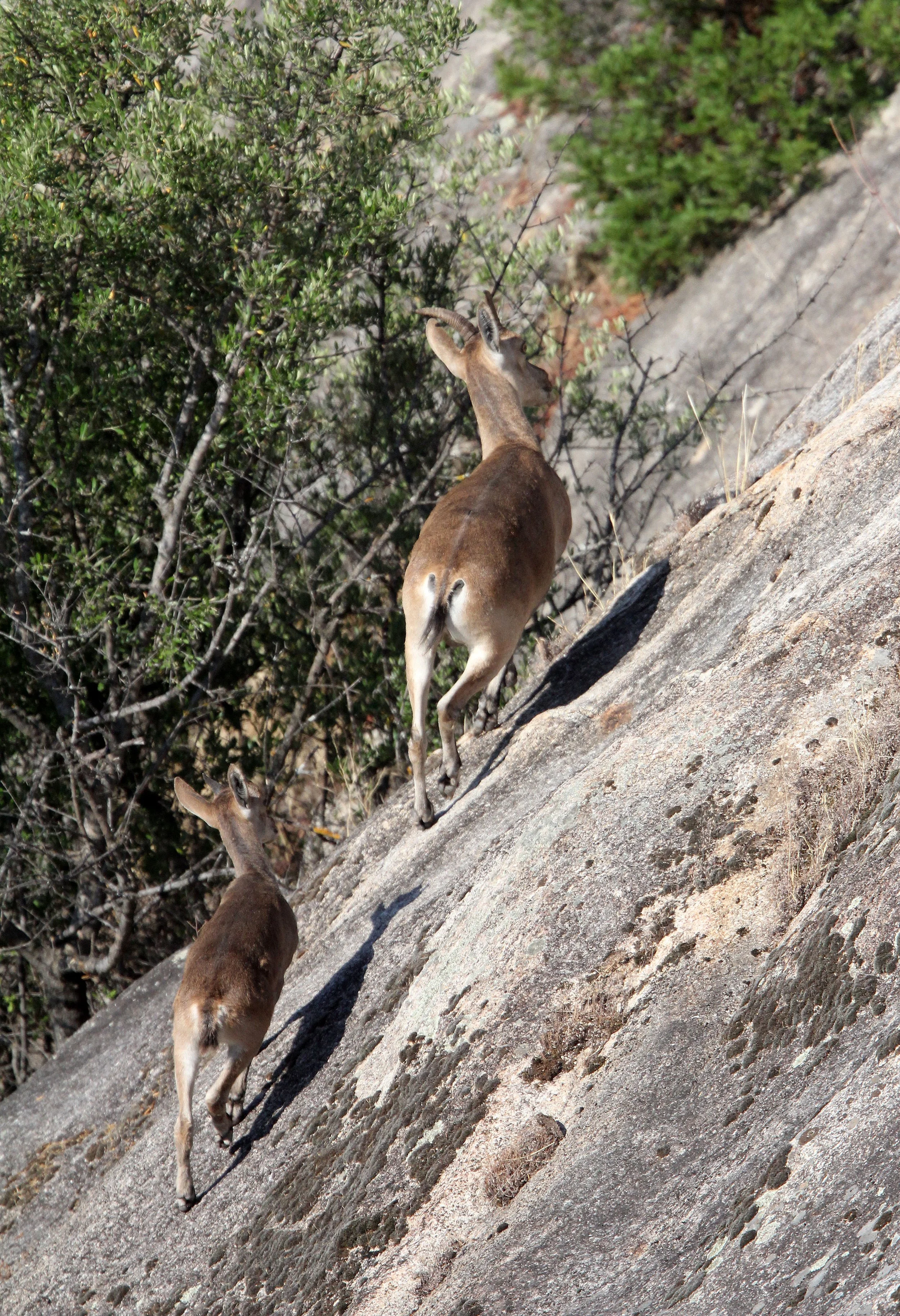 IBEX - SOUTHEASTERN (BECEITE) SPANISH IBEX - Capra pyrenaica hispanica - SIERRA DE ANDUJAR SPAIN (24).JPG