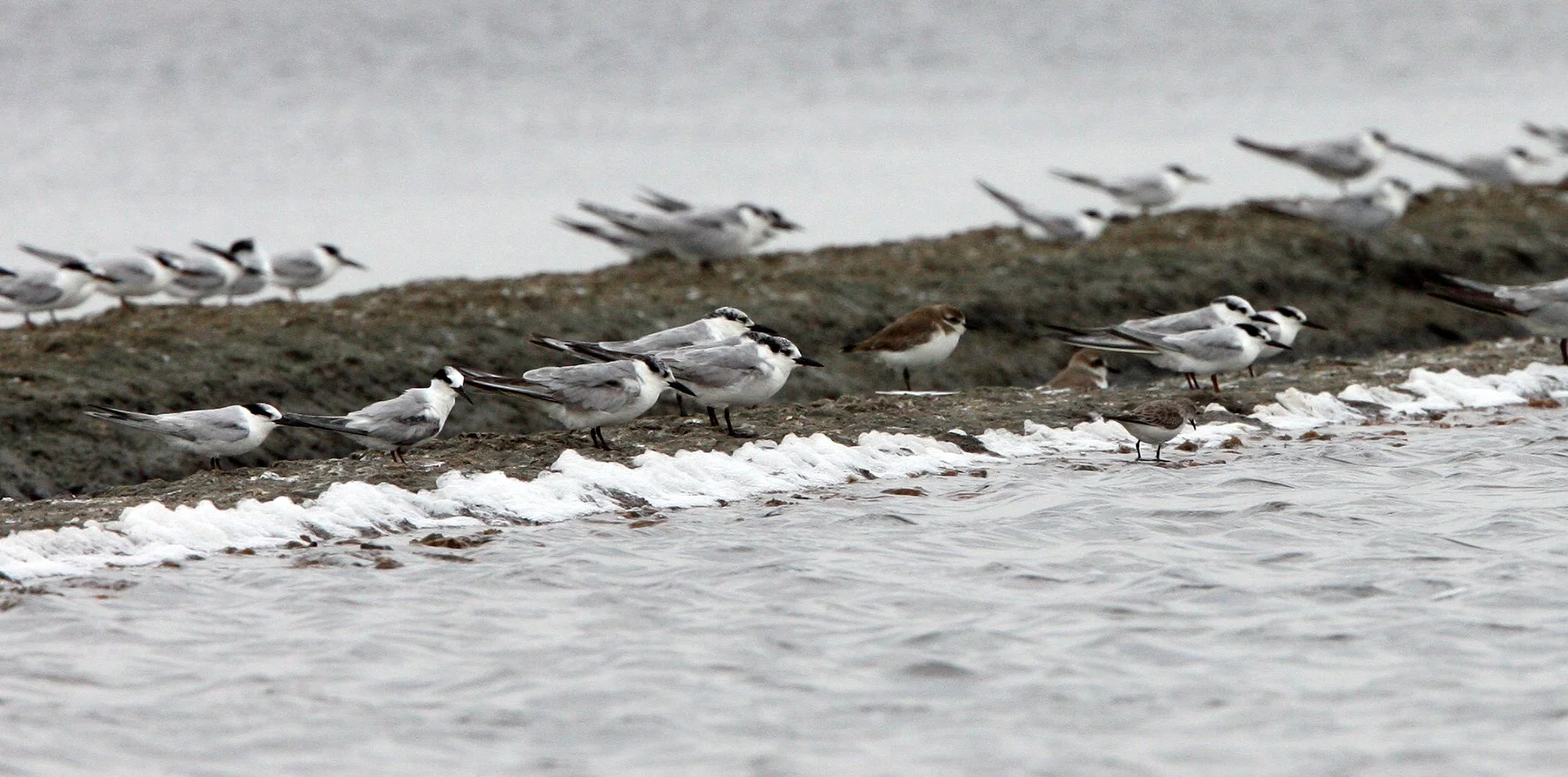 BIRD - TERN - BLACK-NAPED & COMMON TERNS - PETCHABURI PROVINCE, PAK THALE (2).JPG