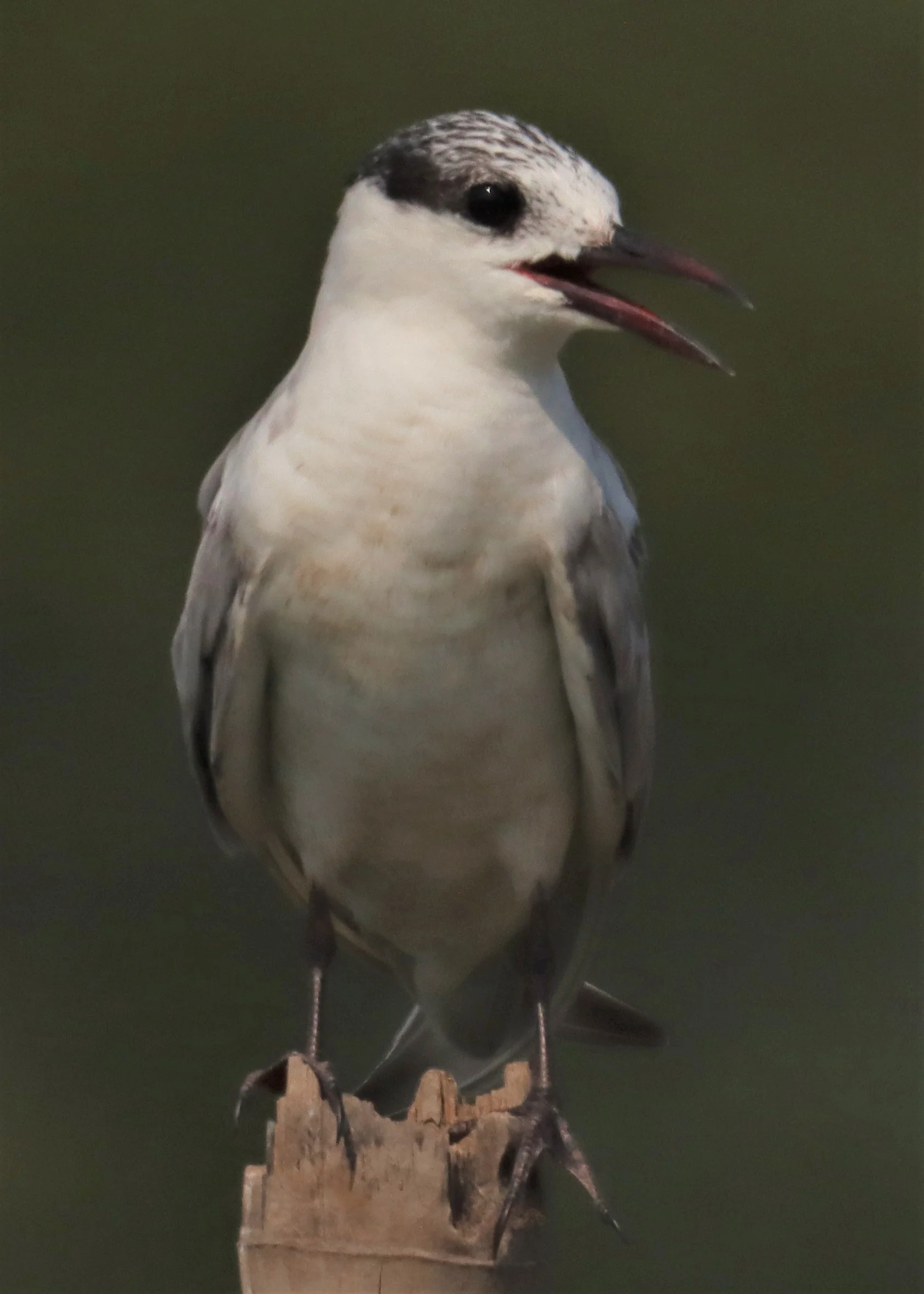 TERN - WHISKERED TERN - Chlidonias hybridus - LAT KRABANG WETLANDS NEAR BKK (6).jpg