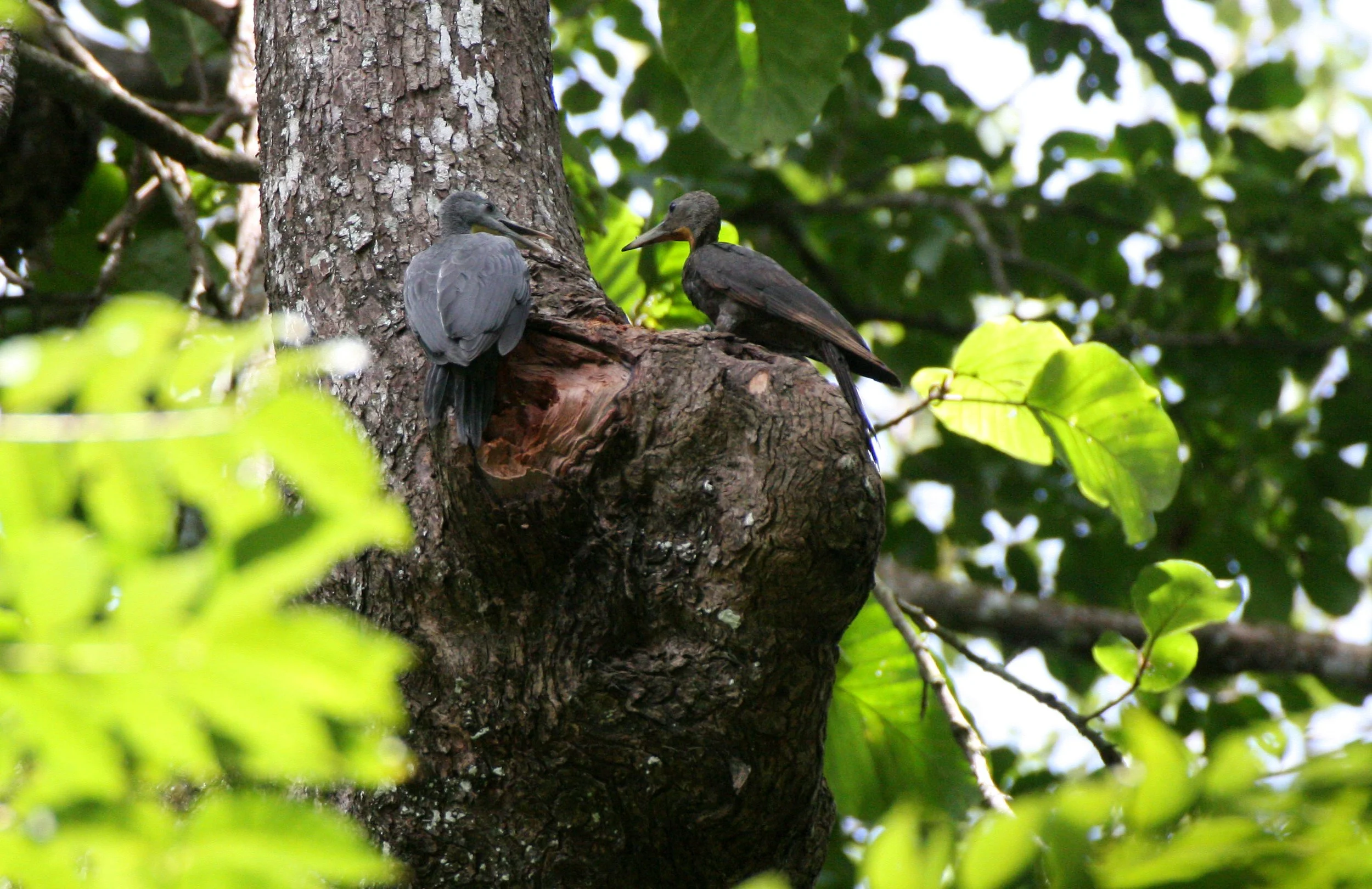 WOODPECKER - GREAT-SLATY WOODPECKER - Mulleripicus pulverulentus - KAENG KRACHAN NP THAILAND (11).JPG