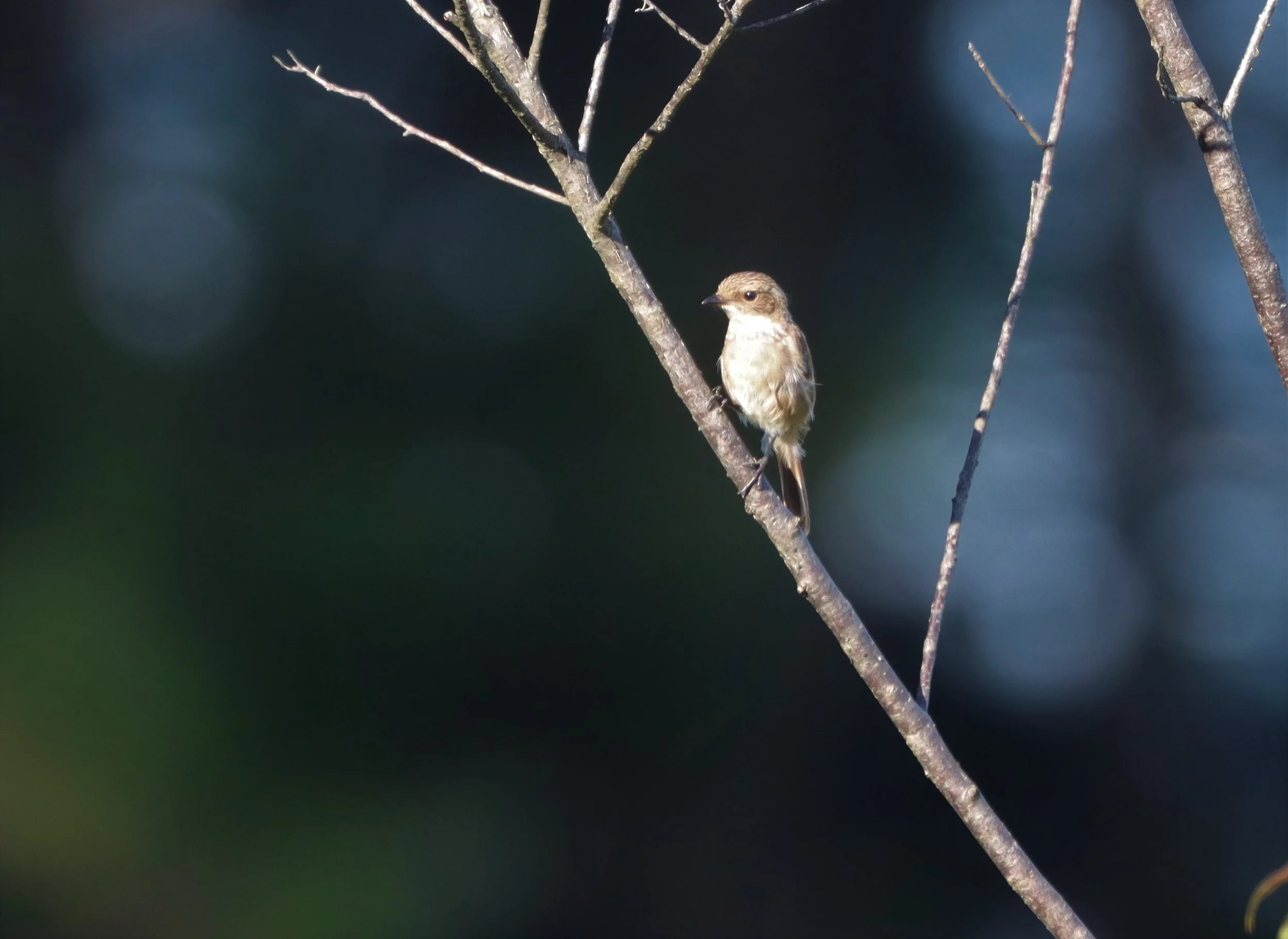 BUSH CHAT - GREY BUSH CHAT - Saxicola ferreus - DOI ANG KANG CHIANG MAI (16).jpg