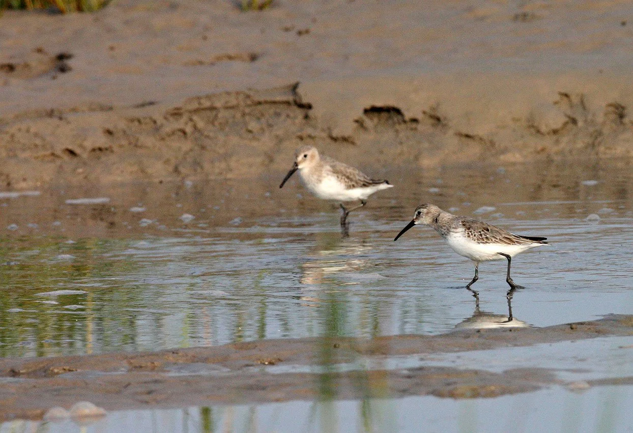 BIRD - DUNLIN -  NANKOU, RUDONG, CHINA (10).JPG