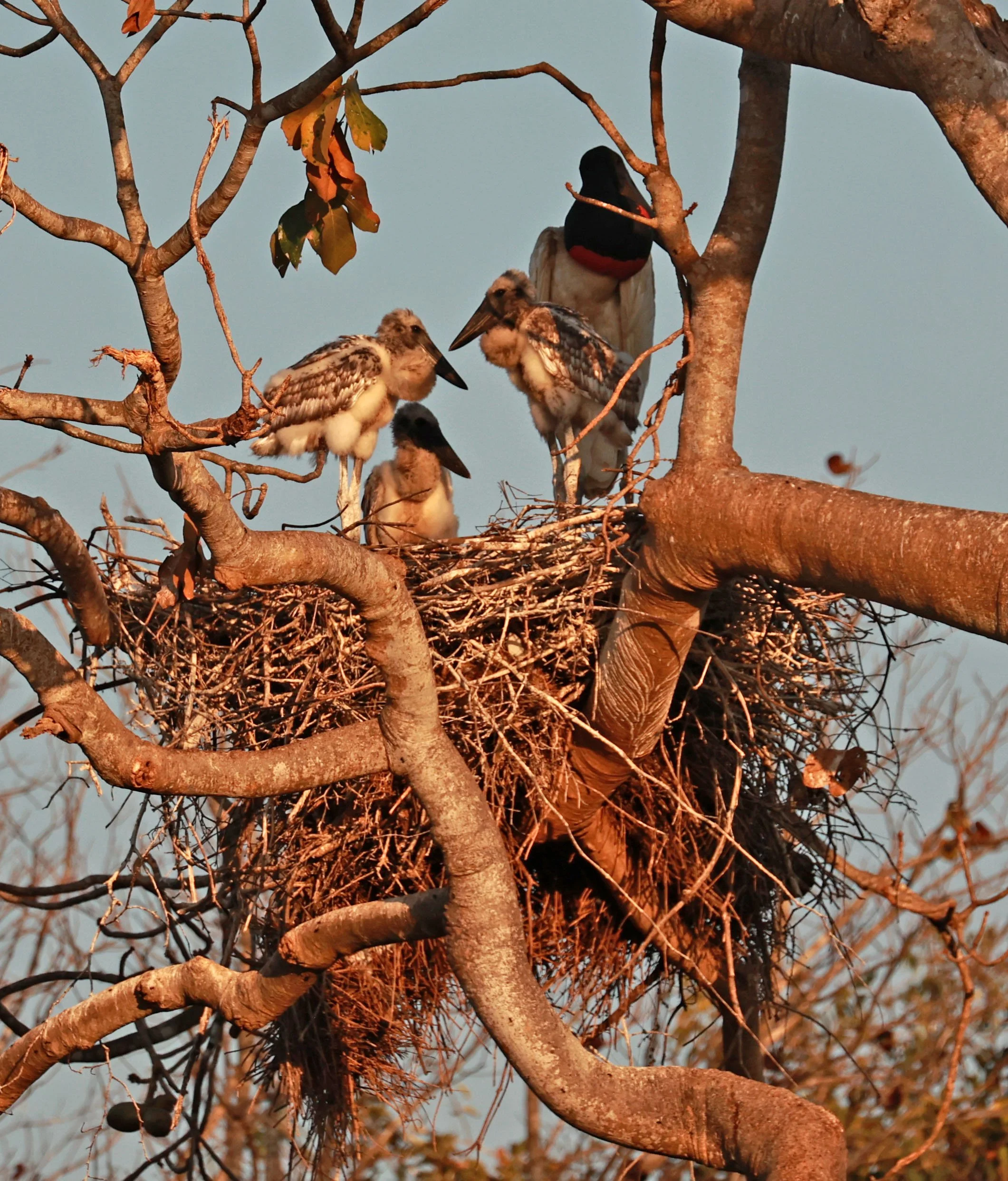 Stork - Jabiru mycteria - Porto Alegre Lodge, Pantanal (9).jpg