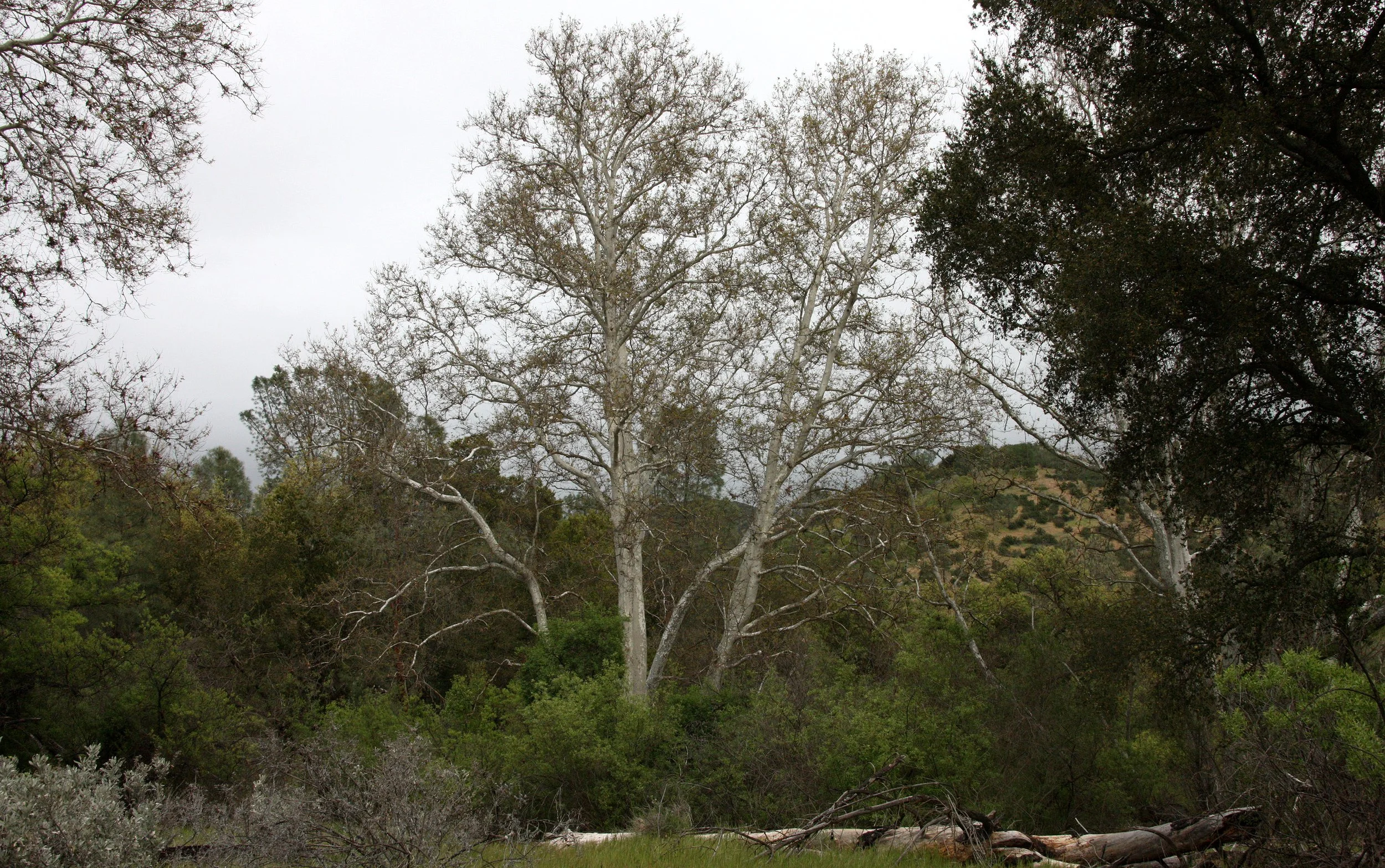 PLATANACEAE - PLATANUS RACEMOSA - PINNACLES NATIONAL MONUMENT CALIFORNIA (2).JPG