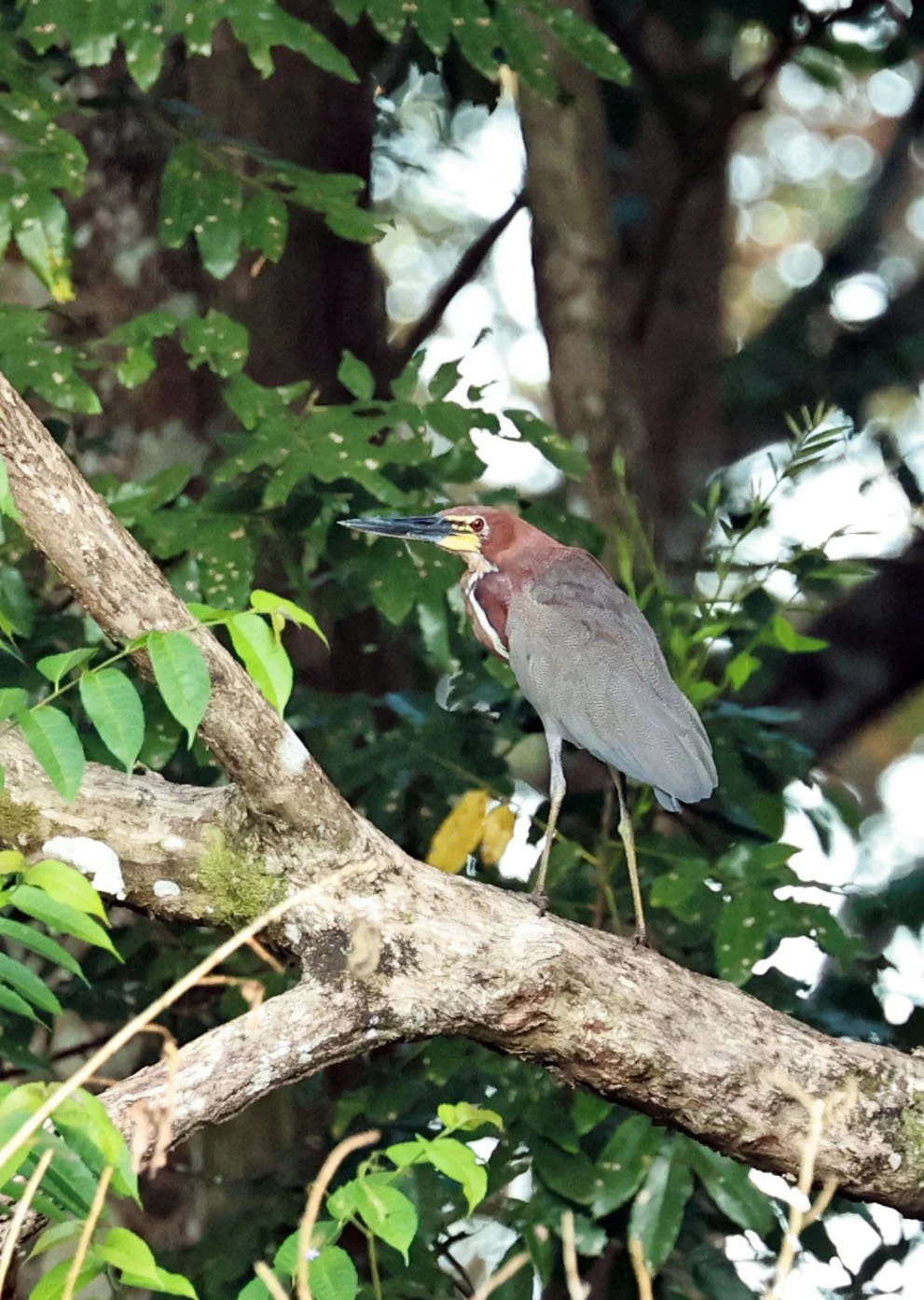Heron - Rufescent Tiger Heron - Tigrisoma lineatum - Ariau River & Rio Negro Region Southwest of Manaus (5).jpg