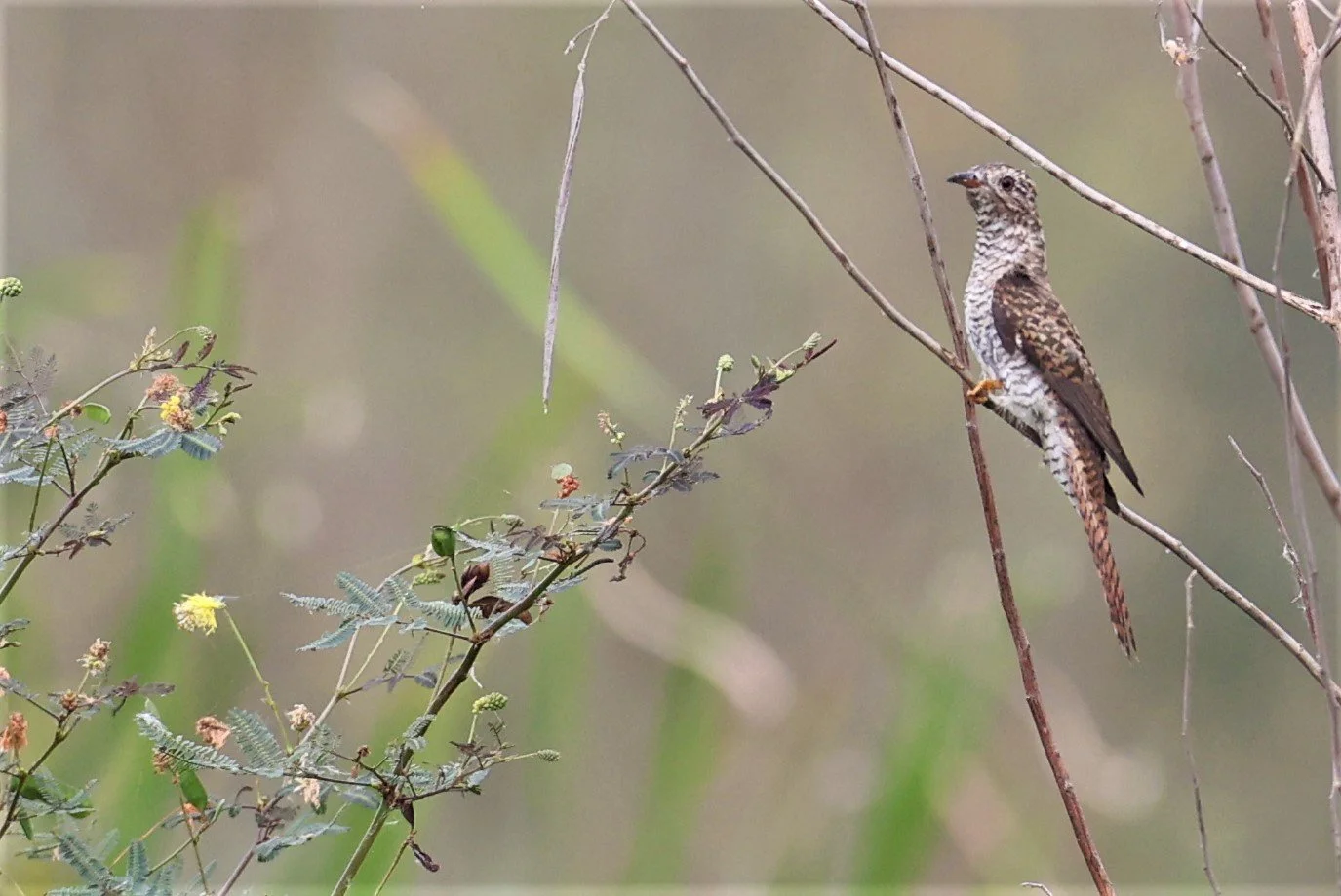 Plaintive Cuckoo (Cacomantis merulinus) Thap Yao Rice Fields Lat Krabang Bangkok (13).jpg