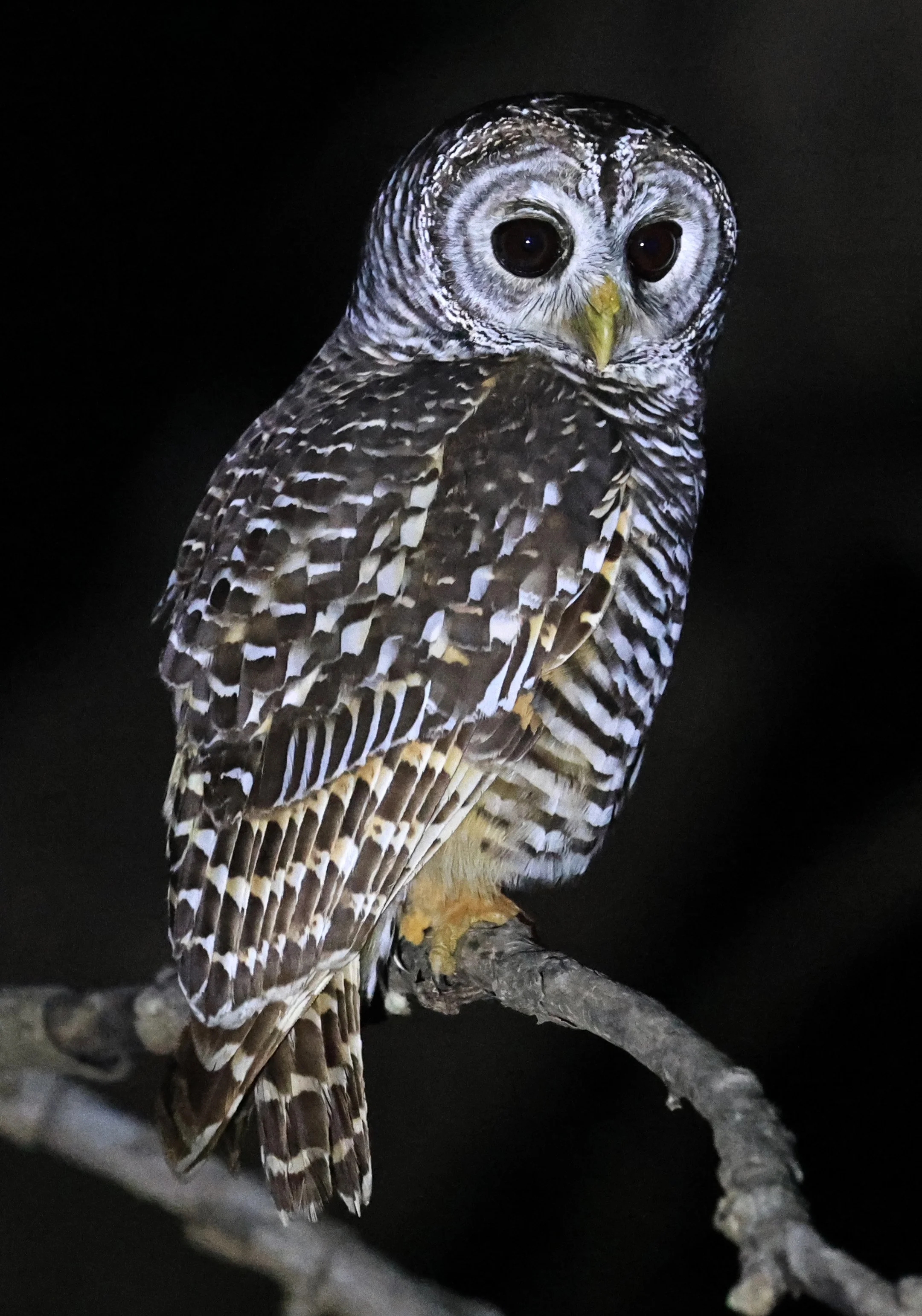 Chaco Owl (Strix chacoensis) Reserva Nueland  Selva Serena (20).jpg