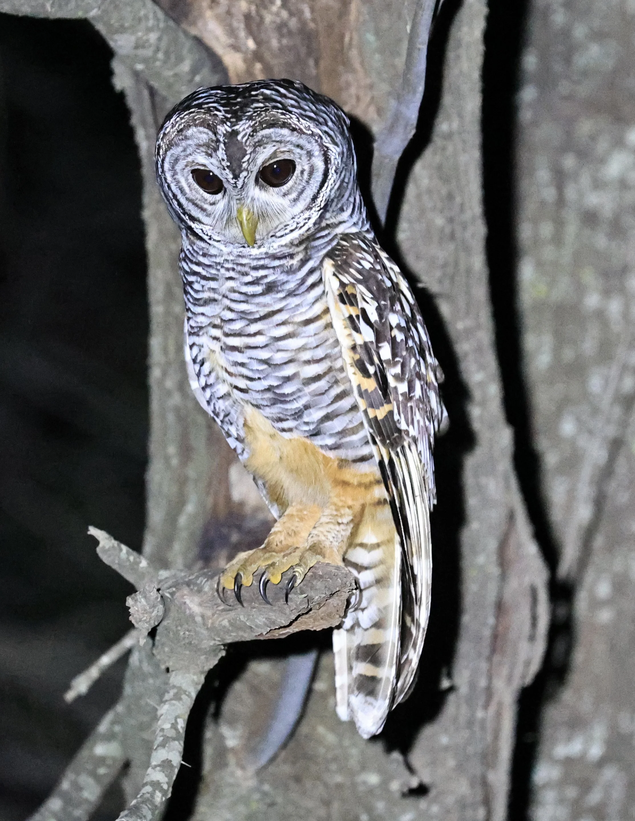Chaco Owl (Strix chacoensis) Estancia Campo'í Paraguay (62).jpg