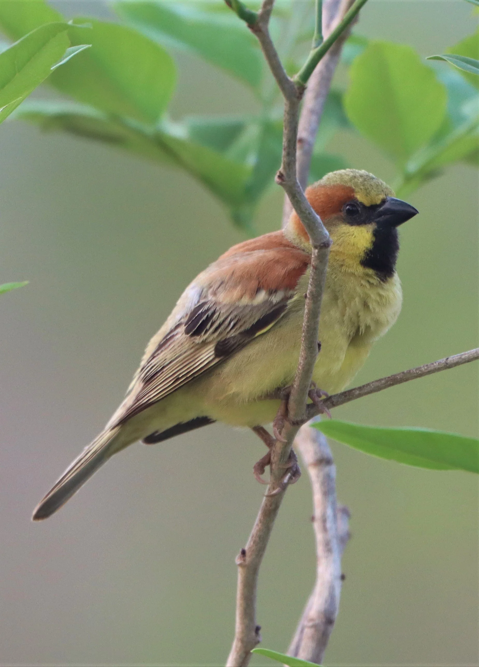 Plain-backed Sparrow (Passer flaveolus) Kabin Buri Wetlands Thailand (5).jpg
