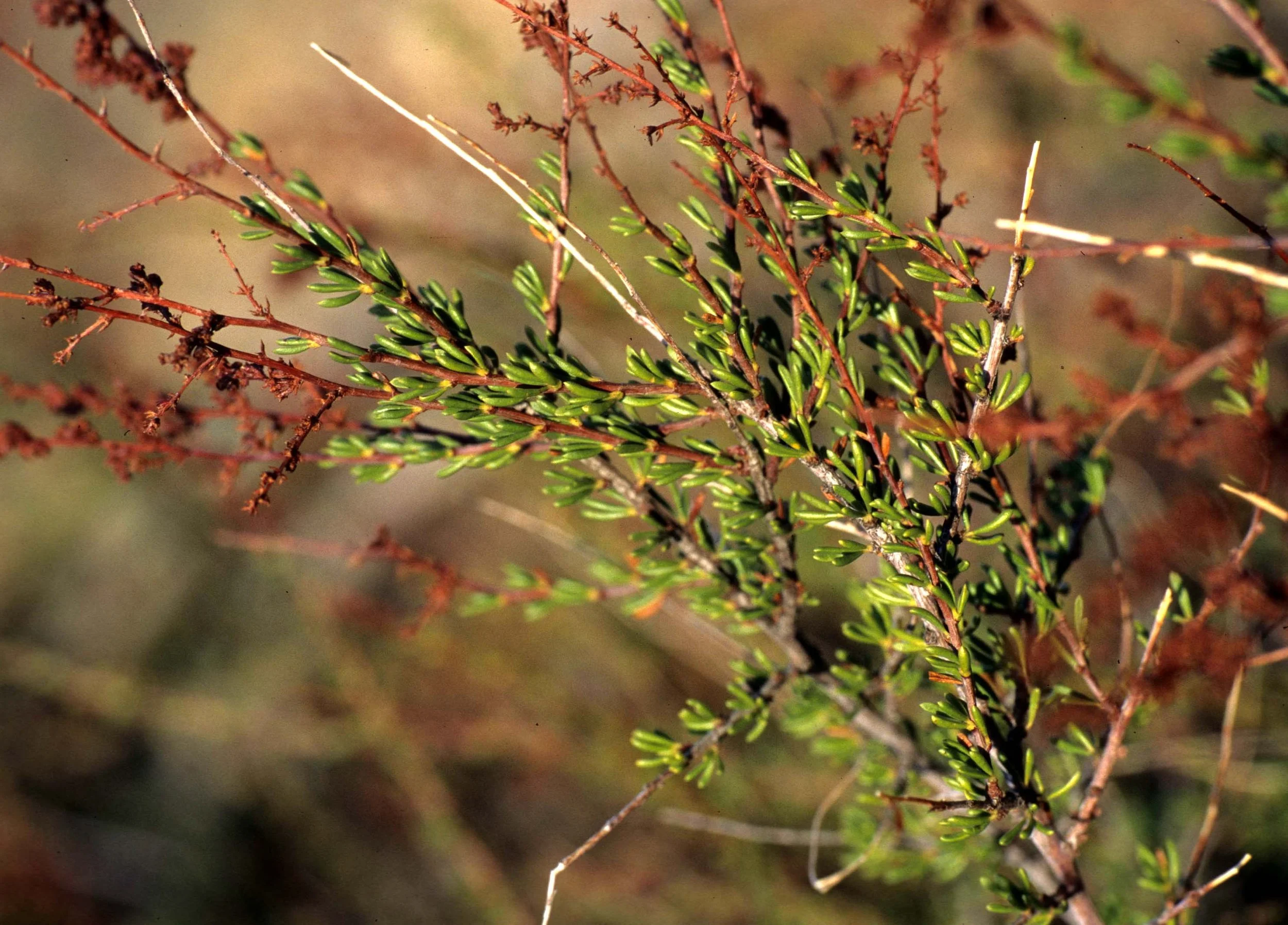 CALIFORNIA - MOUNT DIABLO - CHAMISE (2).jpg