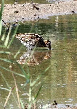 BIRD - SNIPE - COMMON SNIPE - GALLINAGO GALLINAGO - CHONGMING ISLAND - DONGTAN WETLANDS RESERVE (4).JPG