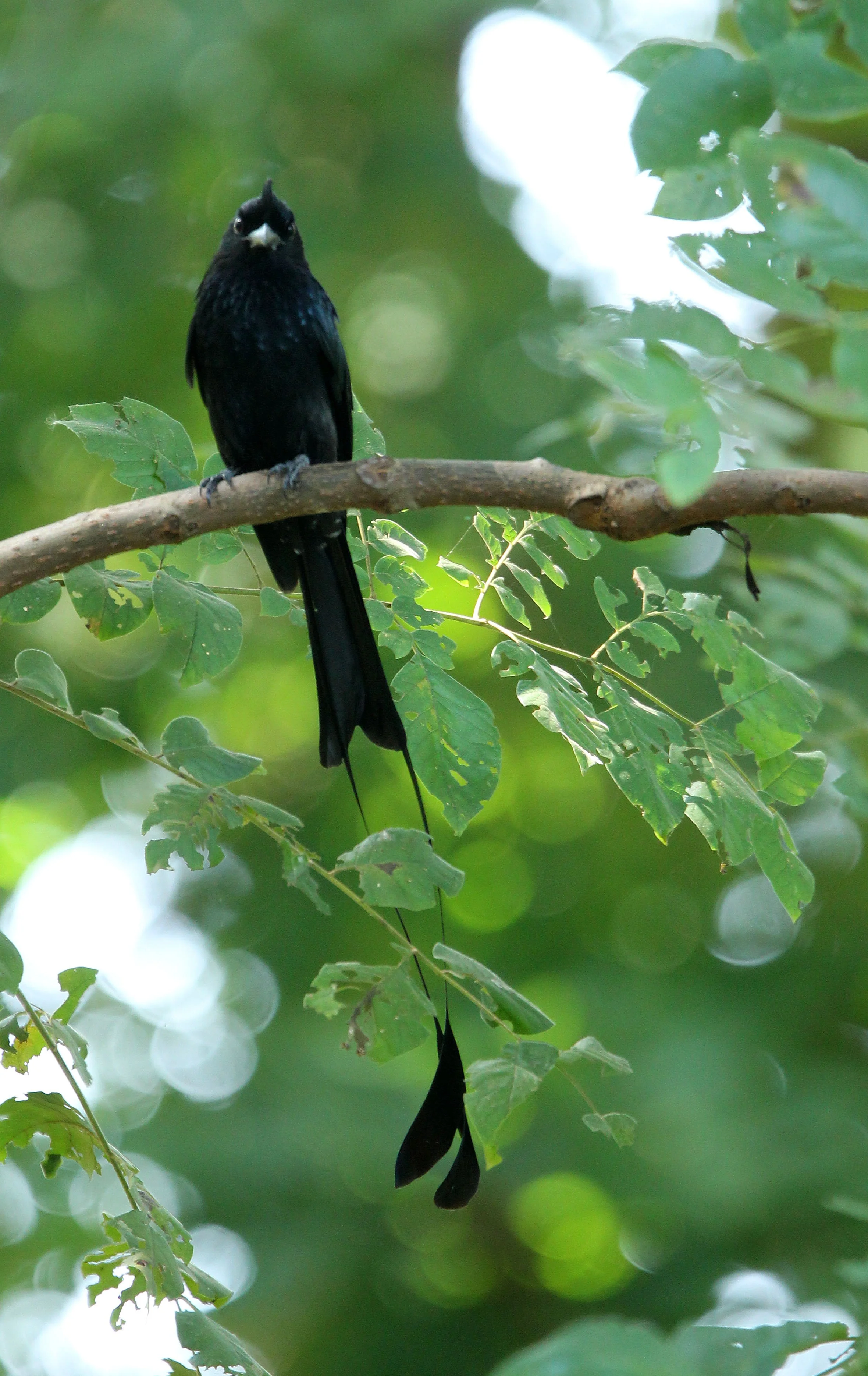 DRONGO - GREATER RACKET TAILED DRONGO - Dicrurus paradiseus - HUAI KHA KHAENG NATURE RESERVE - HEADQUARTERS - THAILAND (30).JPG