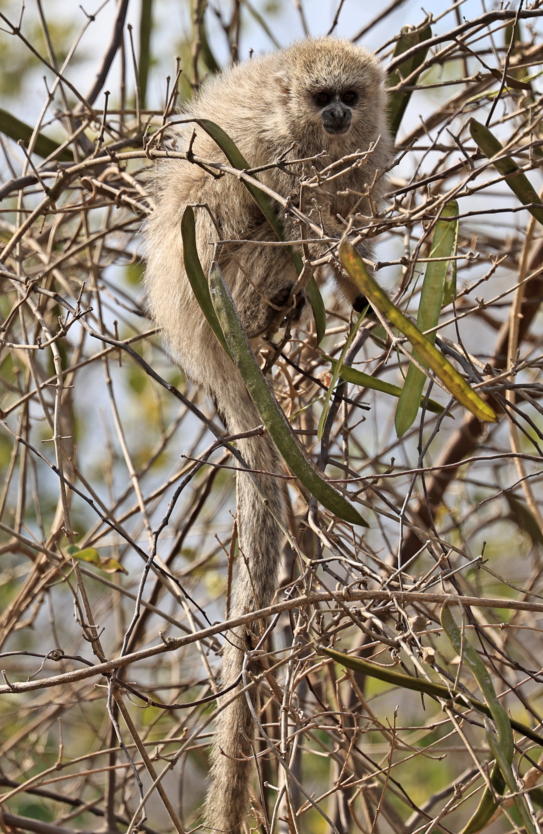Chacoan Titi (Plecturocebus pallescens) Agua Dulce Paraguay (10).jpg