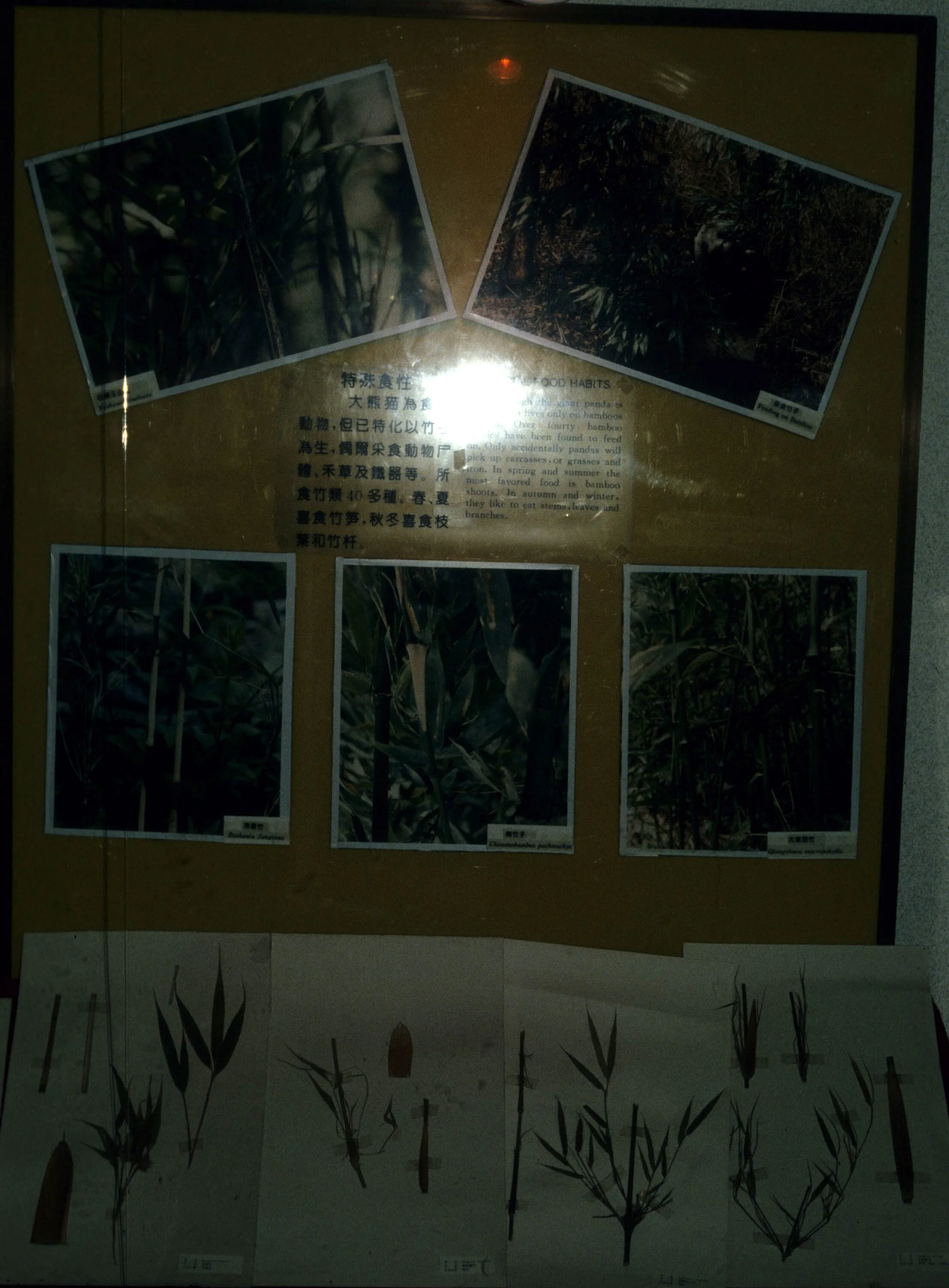 URSID - GIANT PANDA EXHIBIT - CHENGDU CHINA (4).jpg