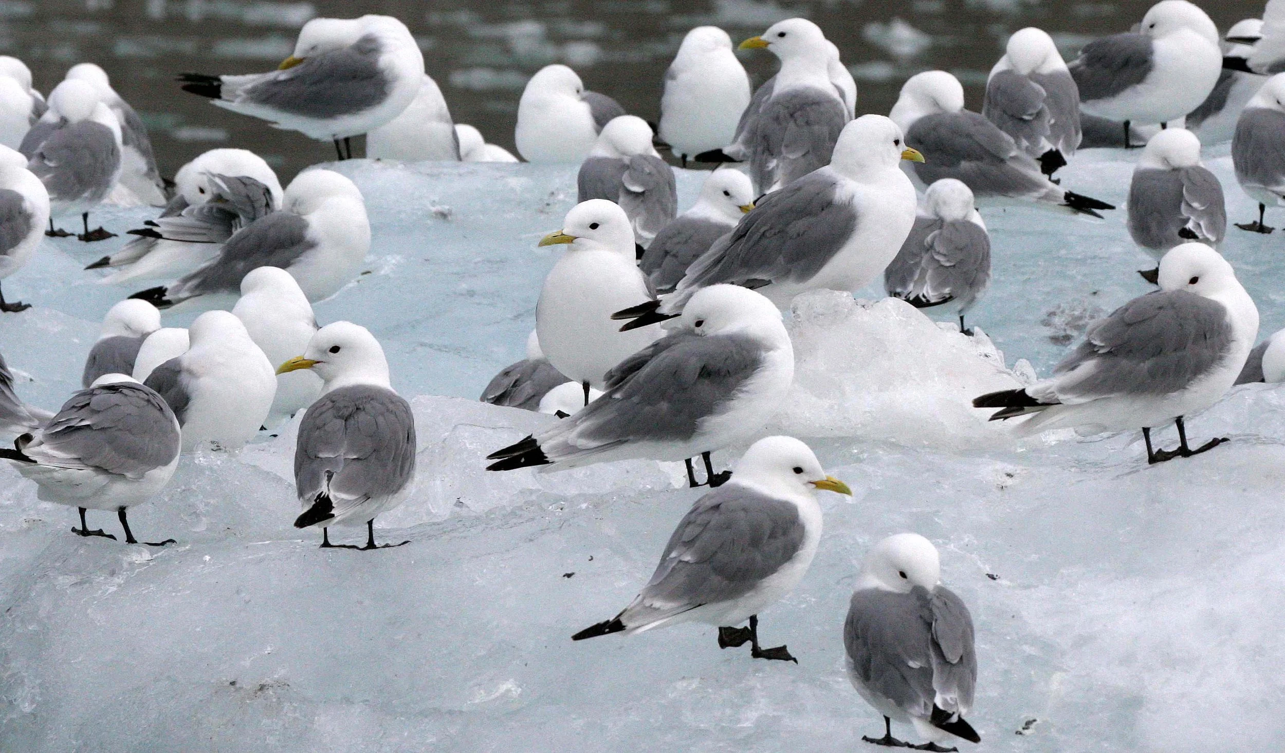 BIRD - KITTIWAKE - BLACK-LEGGED - SVALBARD (48).jpg