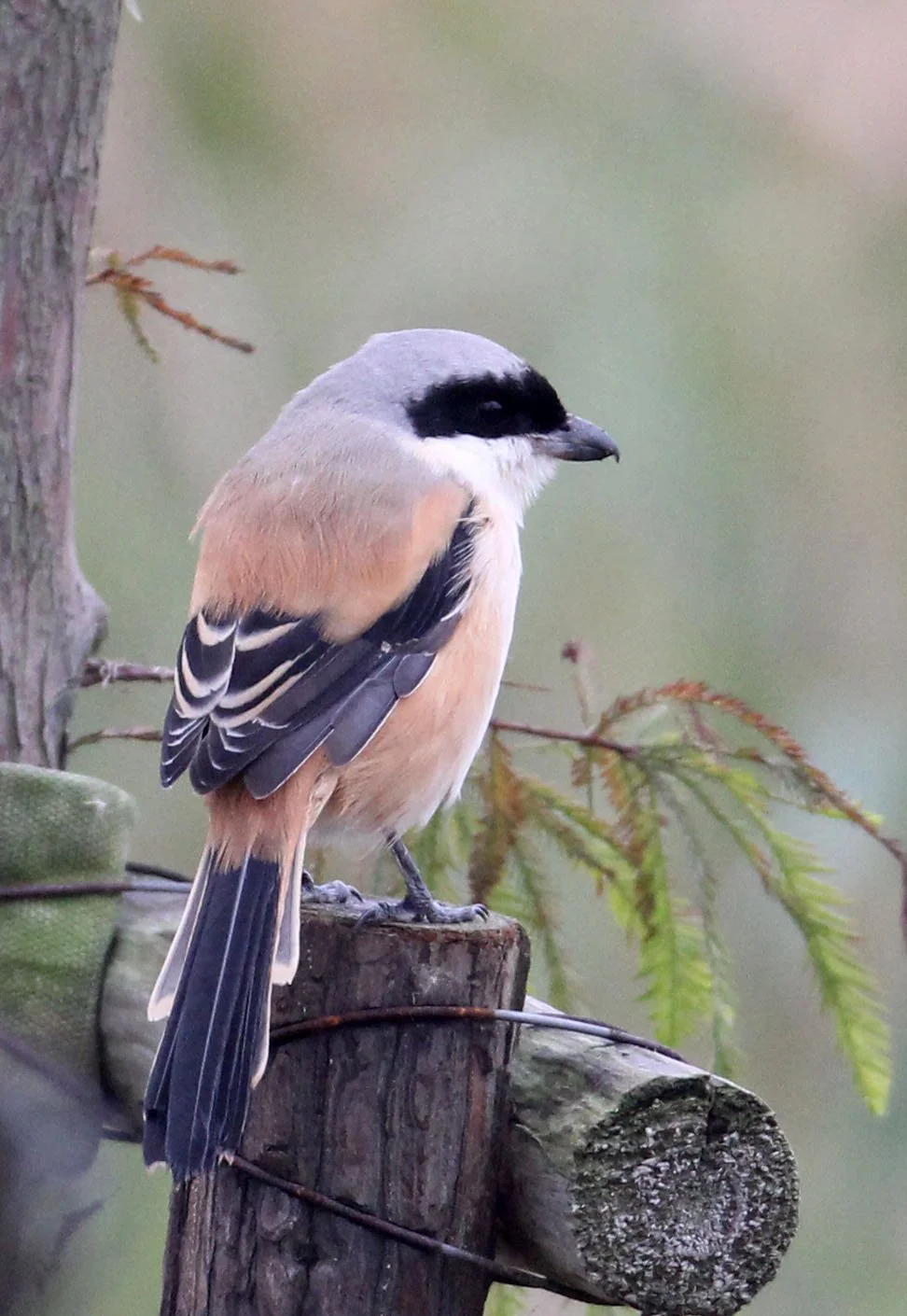 BIRD - SHRIKE - LONG-TAILED SHRIKE - CHONGMING ISLAND DONGTAN WETLAND RESERVE CHINA (9).JPG