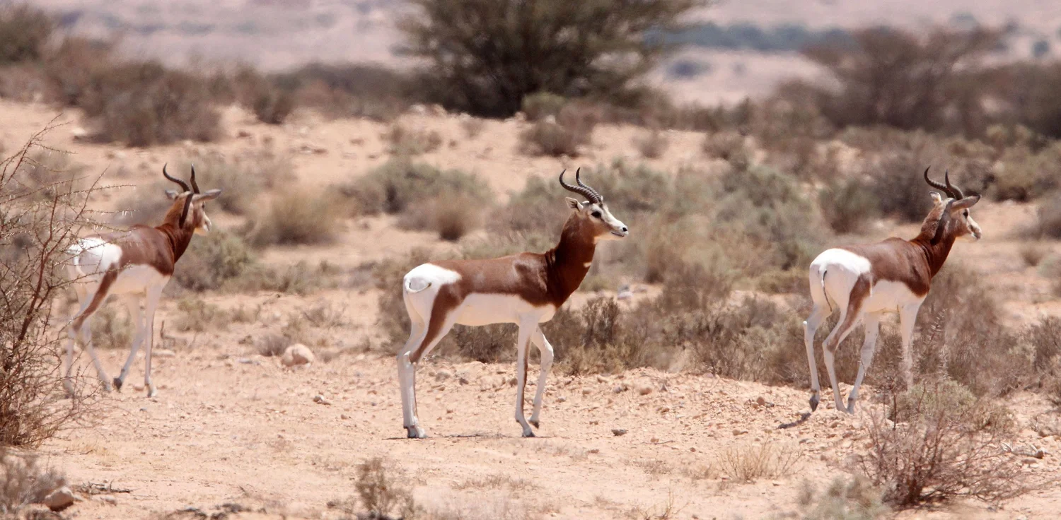Genus Nanger Gazelles — Coke Smith Wildlife