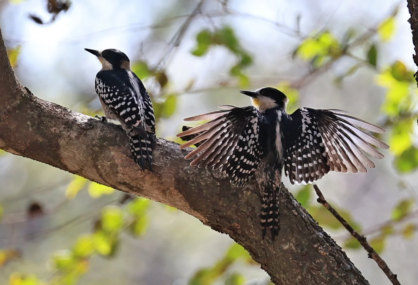 White-fronted Woodpecker (Melanerpes cactorum) Hotel Campestre Iparoma Paraguay (13).jpg