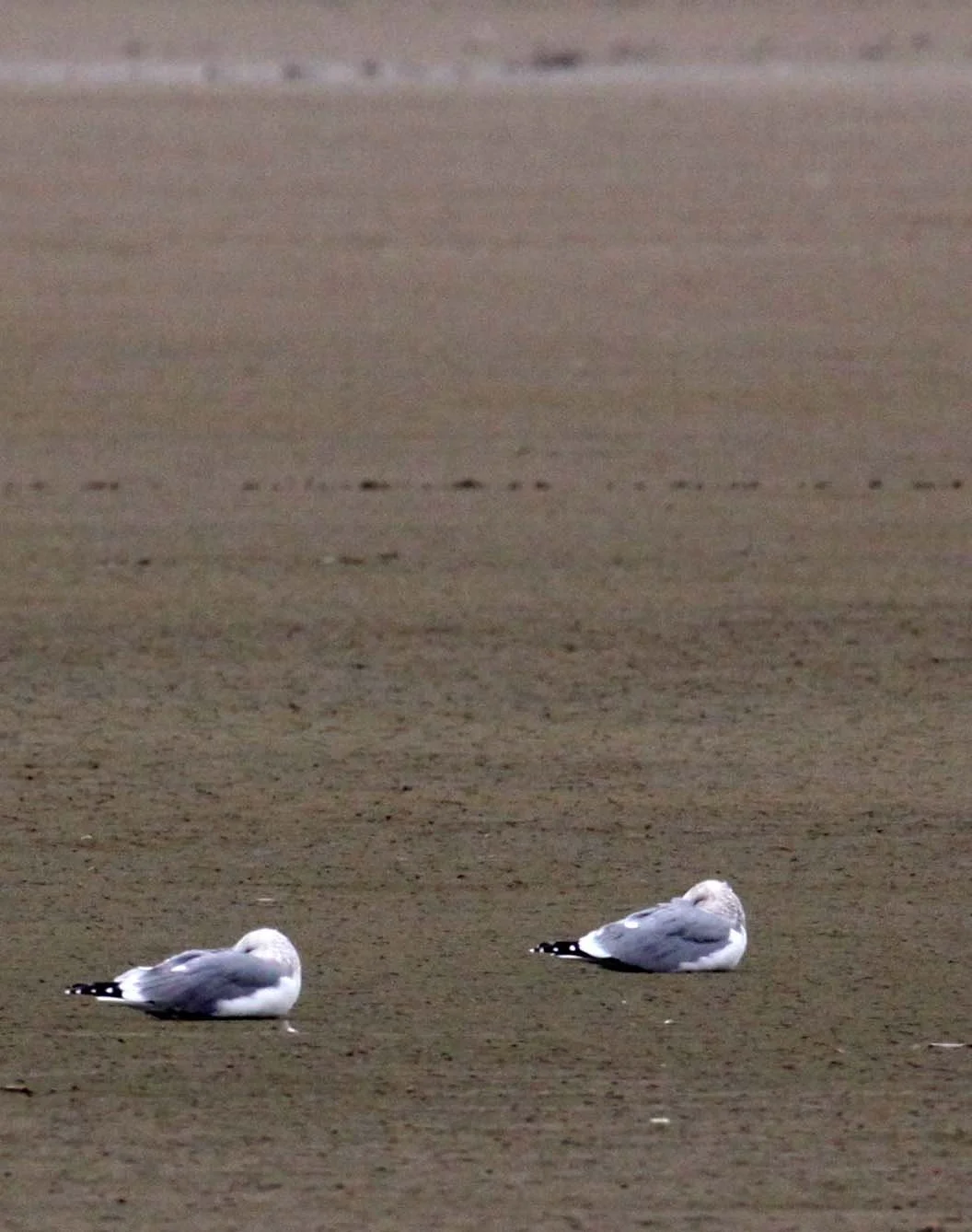 BIRD - GULL - VEGA GULL- YANCHENG CHINA (2).JPG