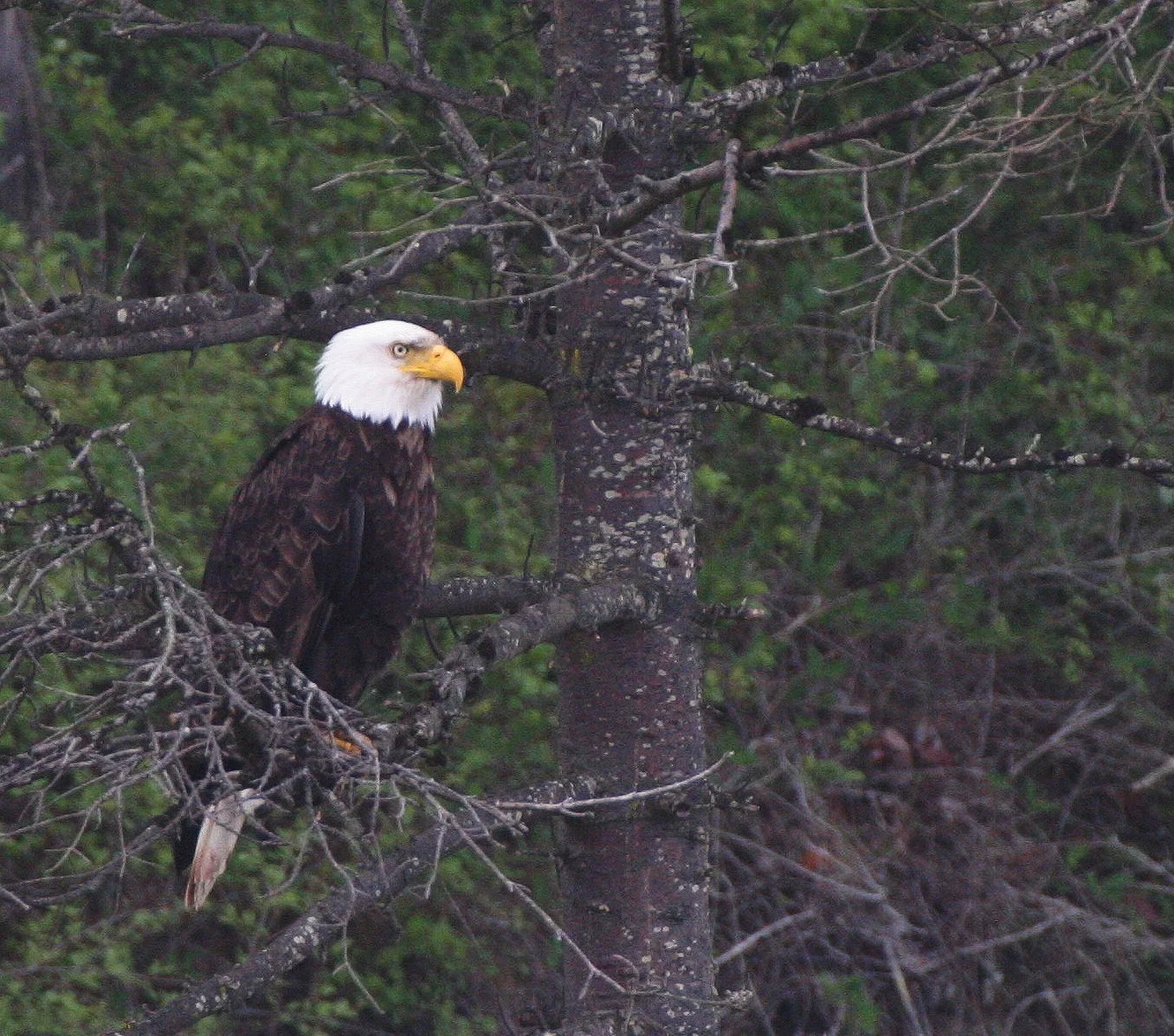 BIRD - EAGLE - BALD EAGLE - LAKE FARM BLUFFS WA (2).JPG