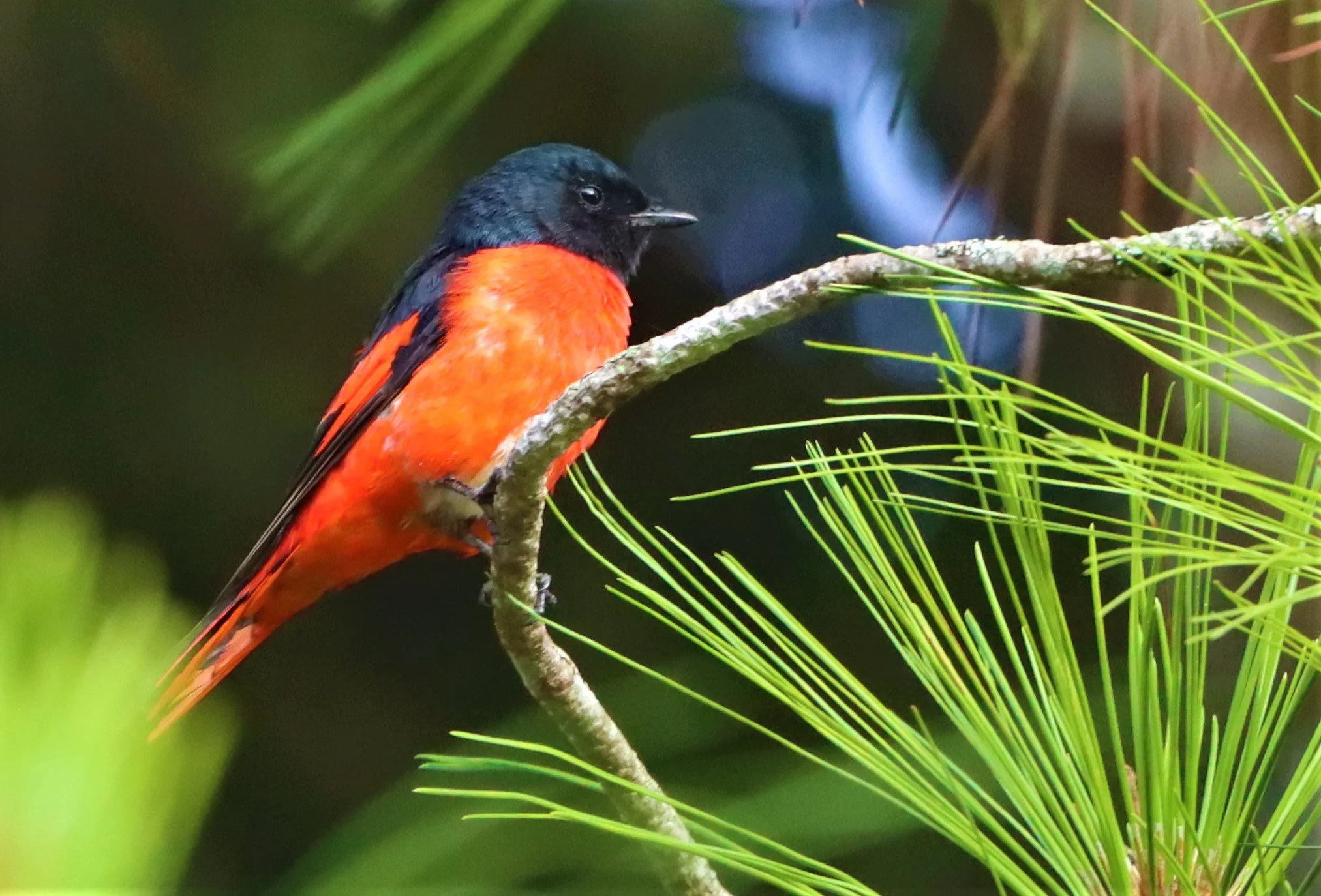 Short-billed Minivet (Pericrocotus brevirostris) Doi Ang Kang Chiang Mai (18).jpg
